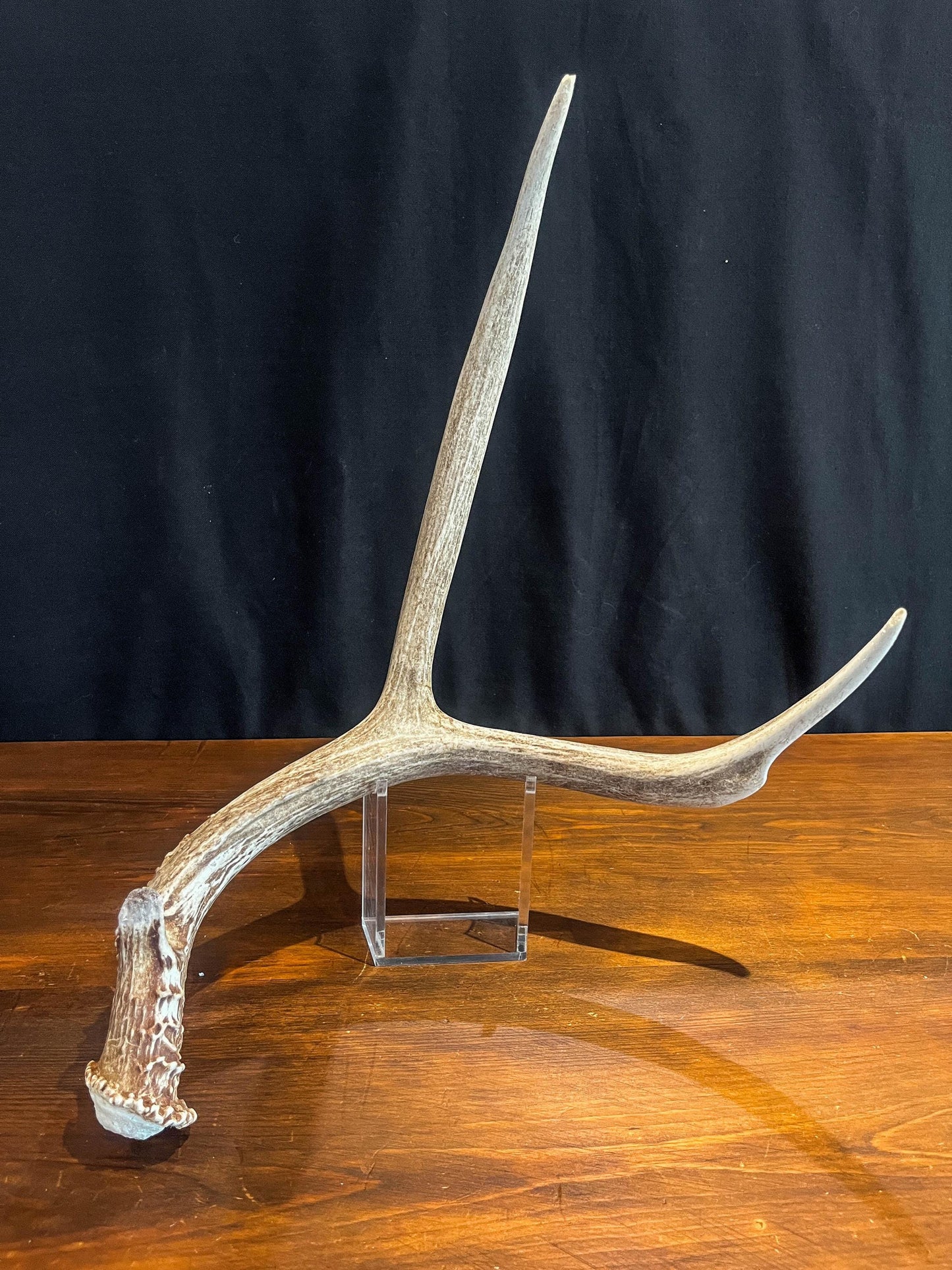 Small Brown Mule Deer Antler. Craft Antler, Deer horn, Decoration, Art Piece, and more.