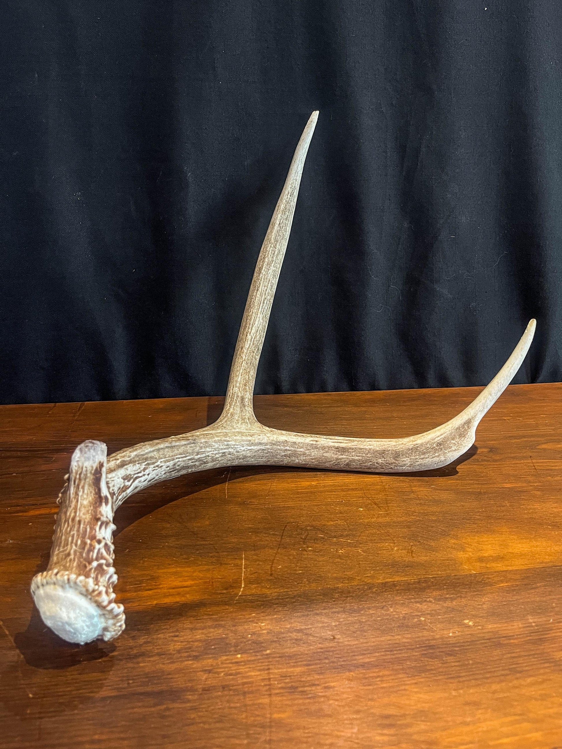 Small Brown Mule Deer Antler. Craft Antler, Deer horn, Decoration, Art Piece, and more.