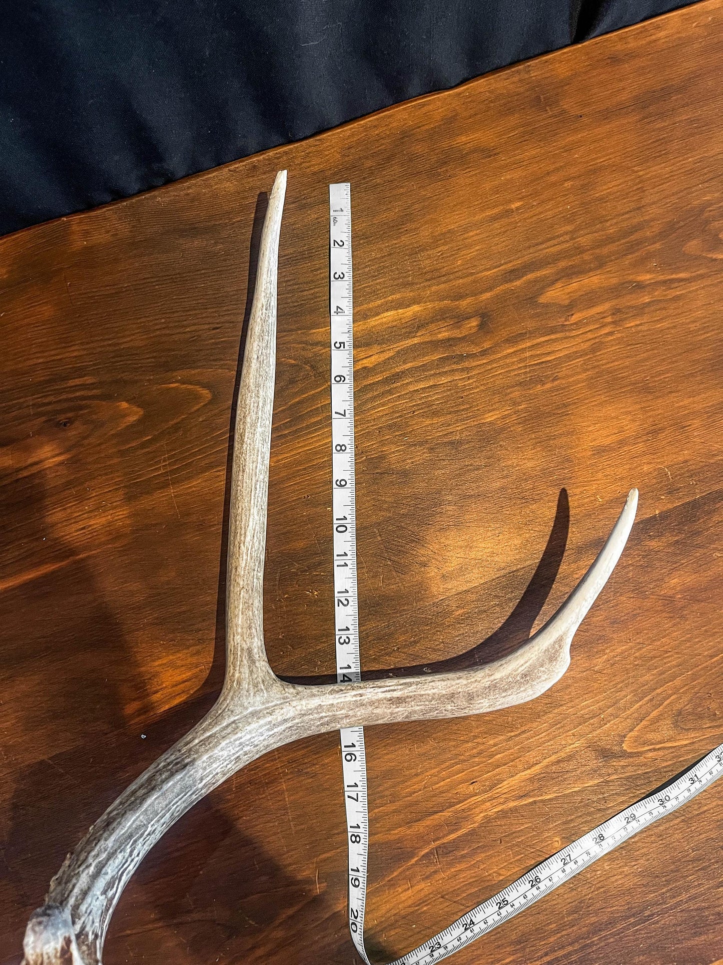 Small Brown Mule Deer Antler. Craft Antler, Deer horn, Decoration, Art Piece, and more.