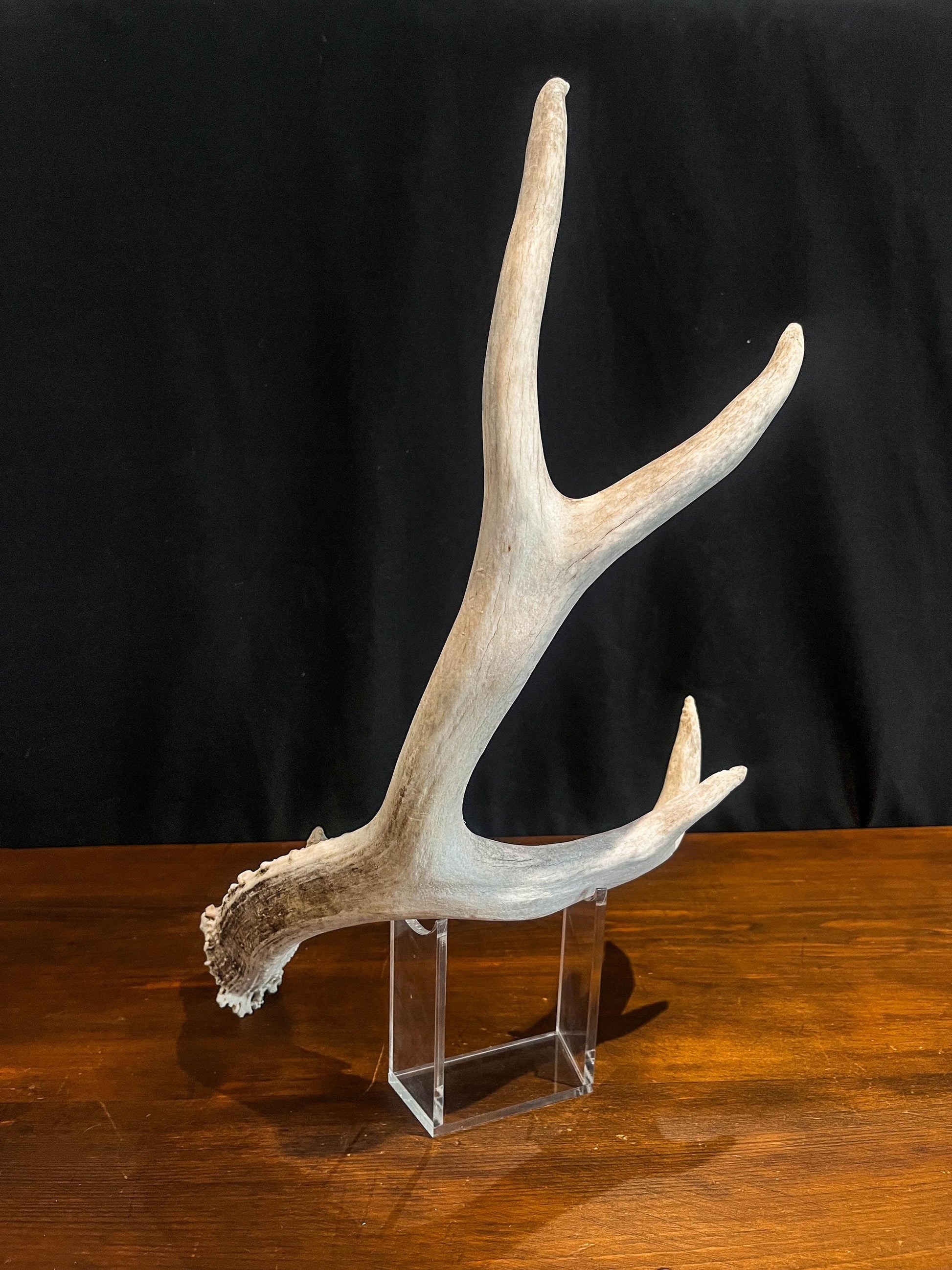Deer Antler - Mule deer Antler. Crafting, Decor and More