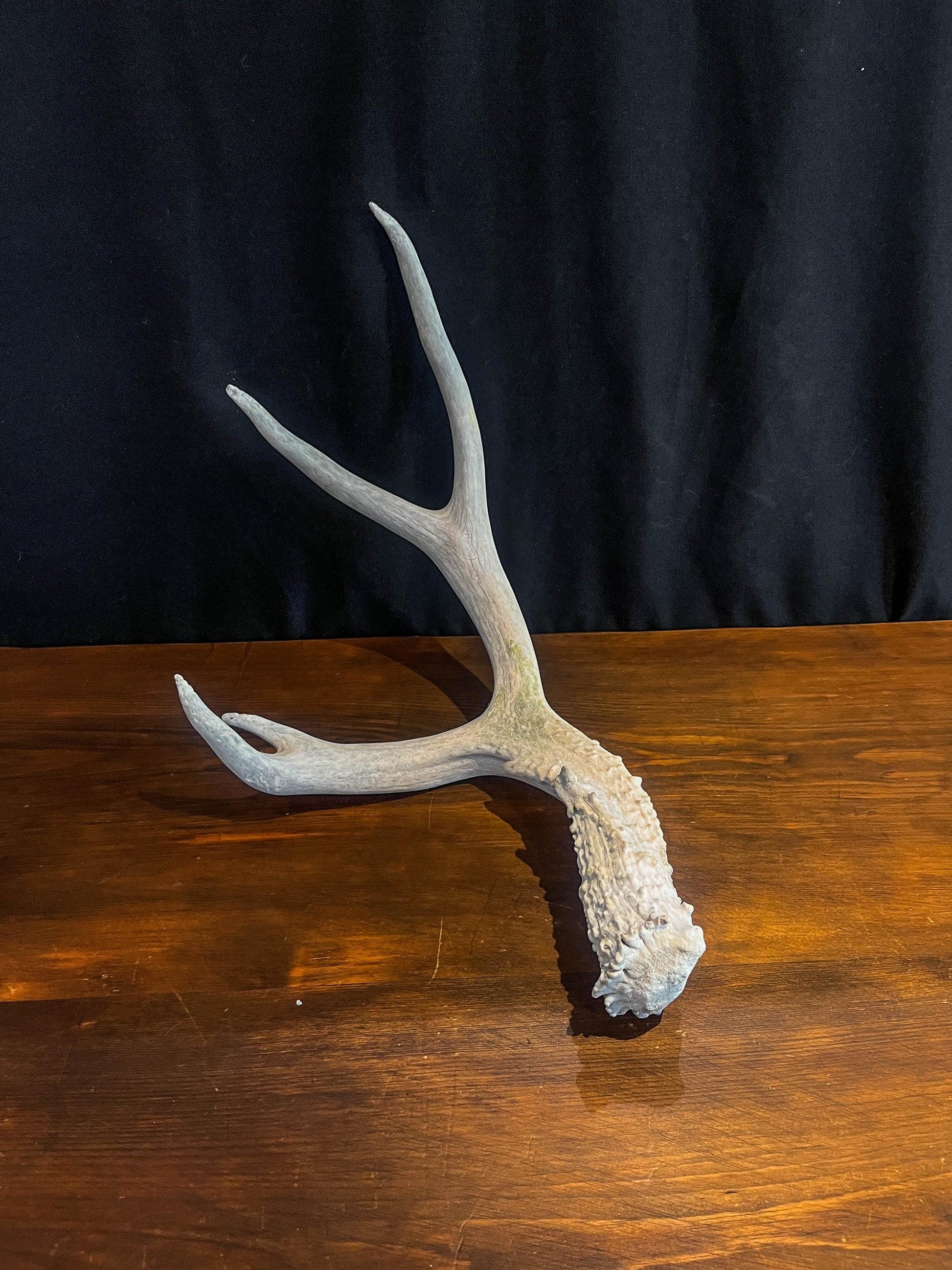 Deer Antler - Mule deer Antler. Crafting, Decor and More