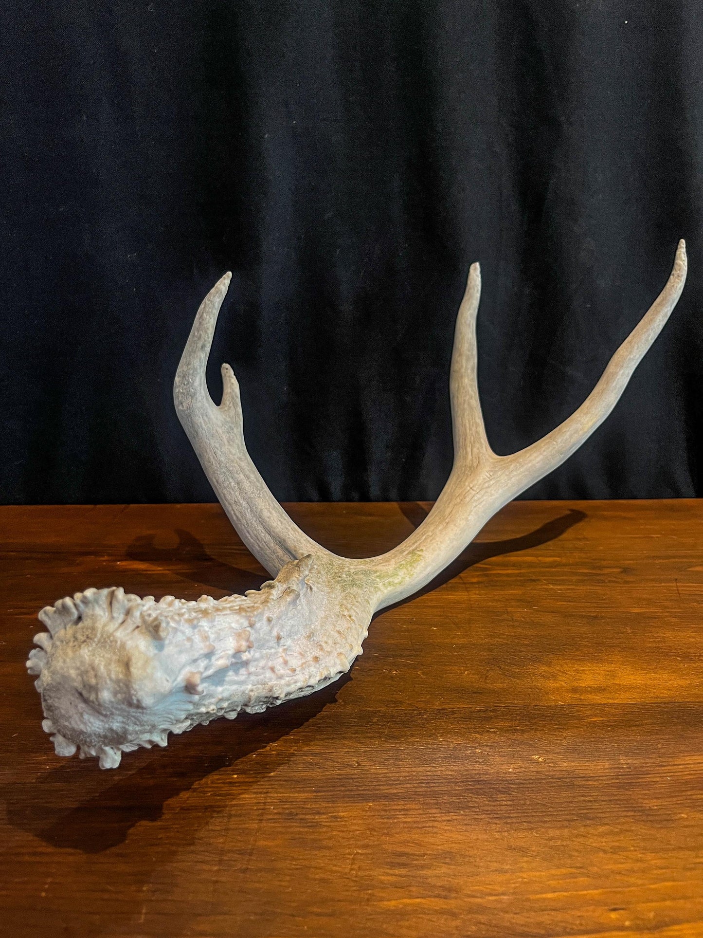 Deer Antler - Mule deer Antler. Crafting, Decor and More