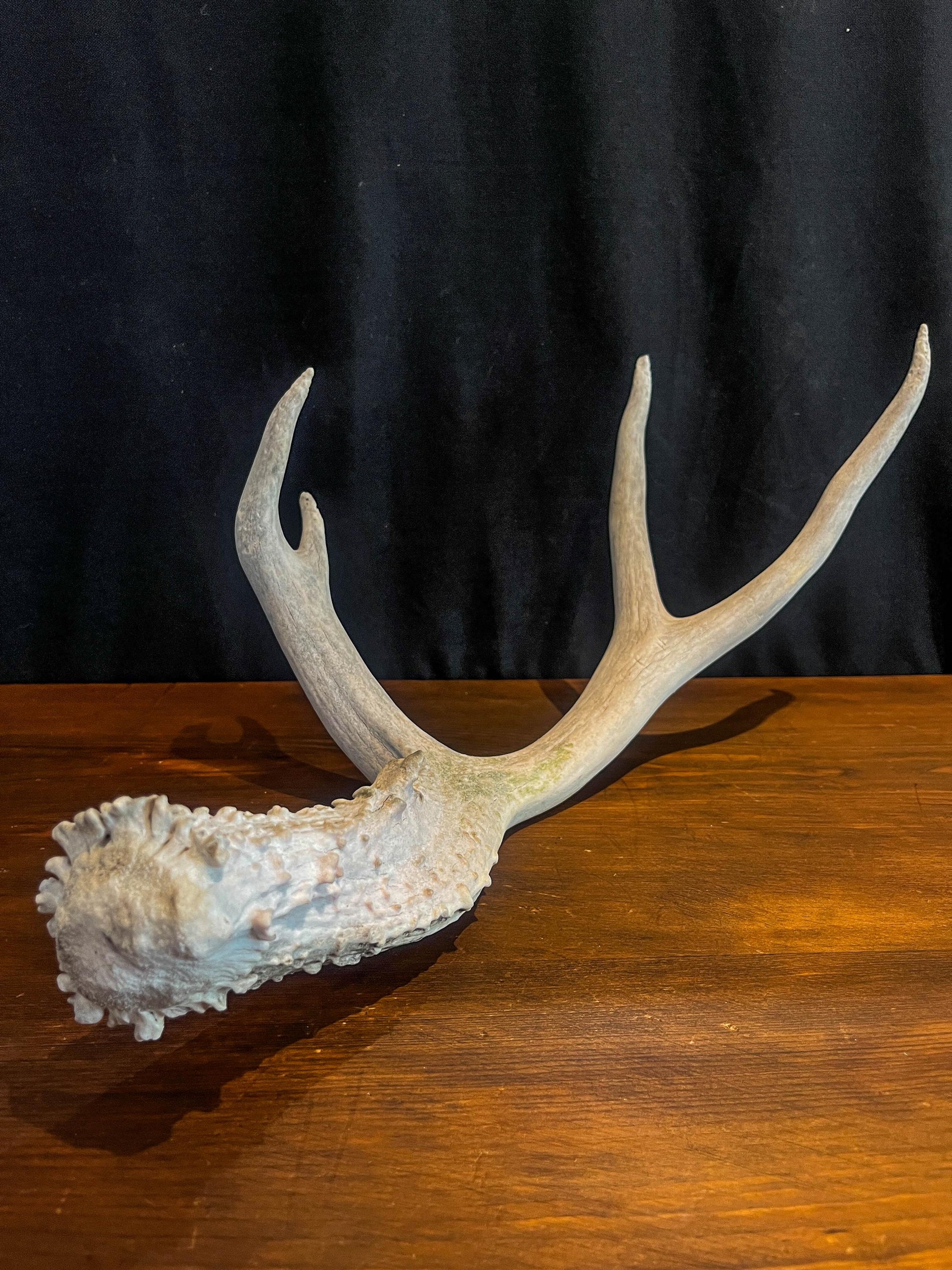 Deer Antler - Mule deer Antler. Crafting, Decor and More