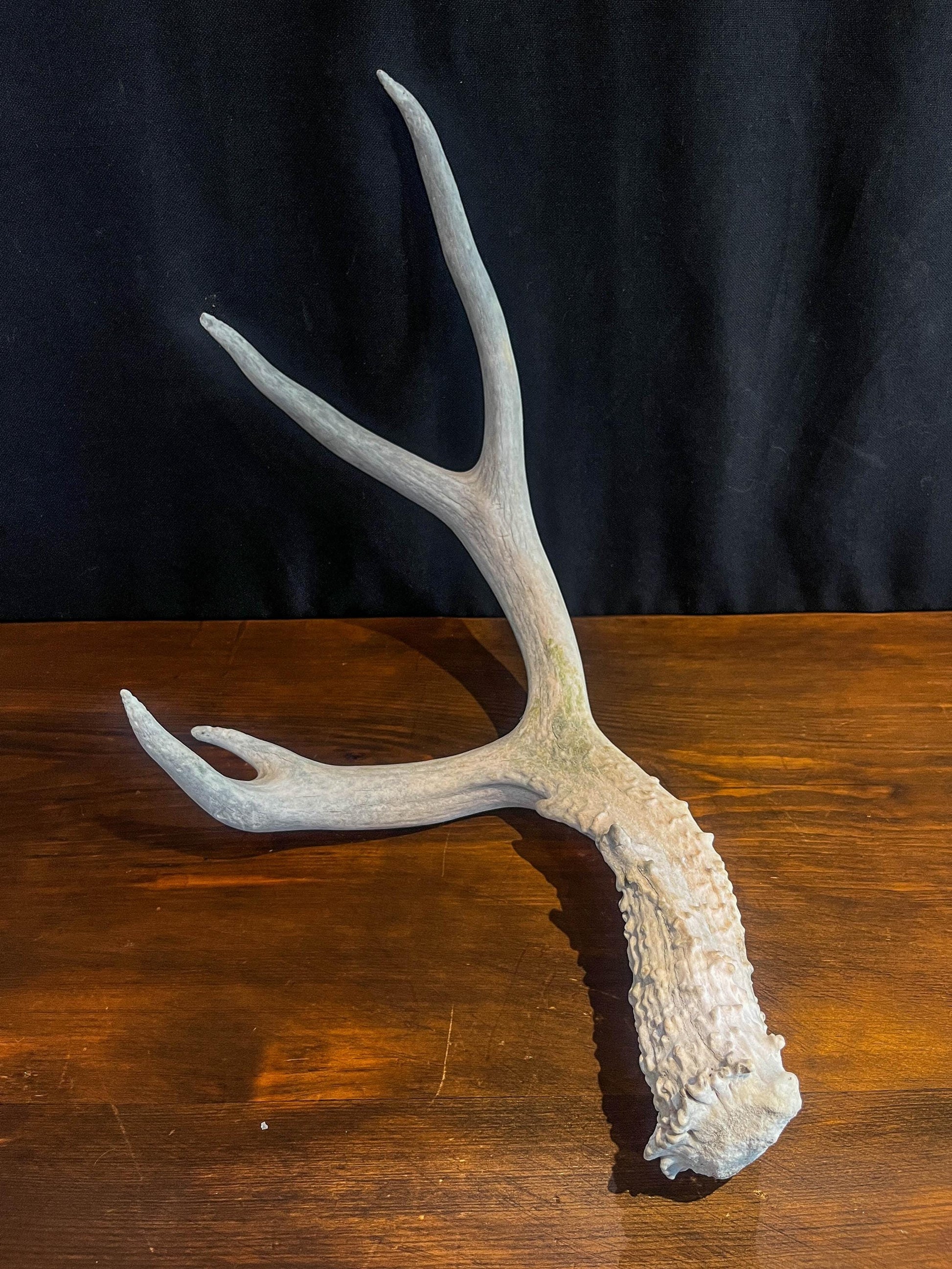 Deer Antler - Mule deer Antler. Crafting, Decor and More