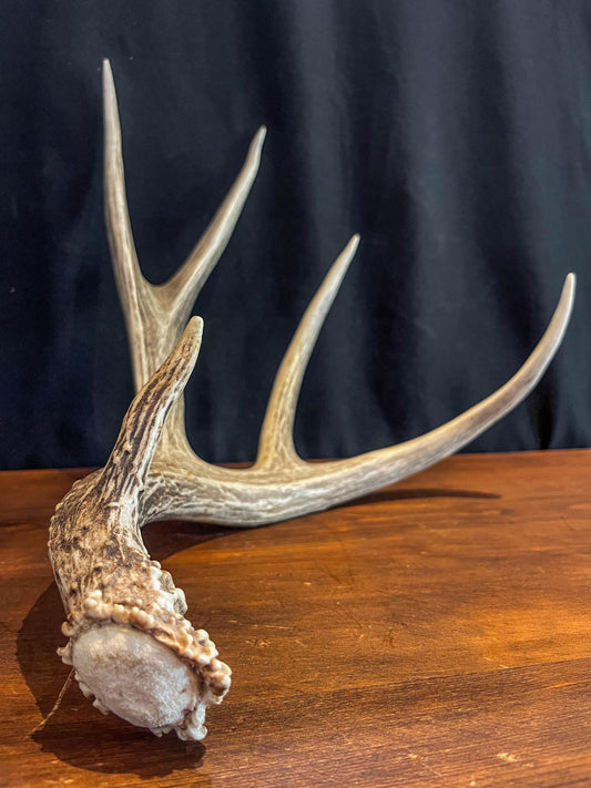 Deer antler - Large Mule deer. Beautiful, Elegant decor item. Crafting, Decor and Interior Design