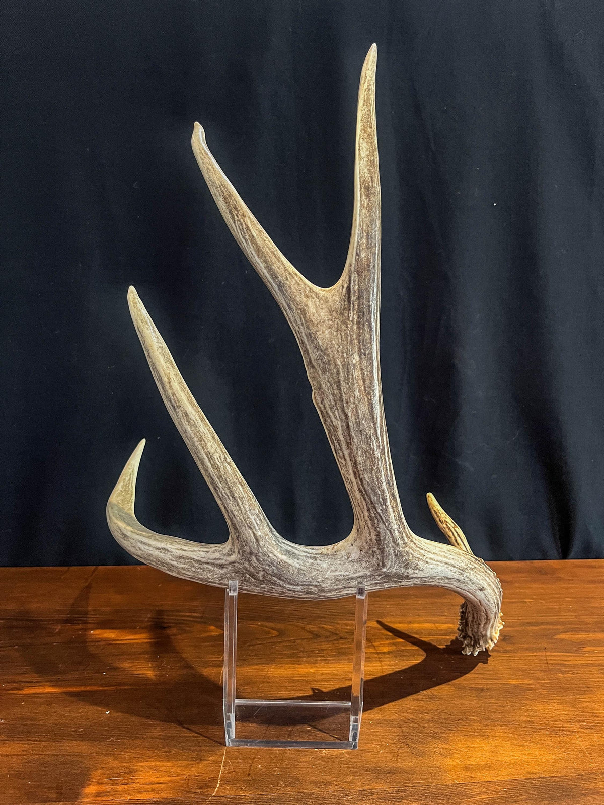 Deer antler - Large Mule deer. Beautiful, Elegant decor item. Crafting, Decor and Interior Design