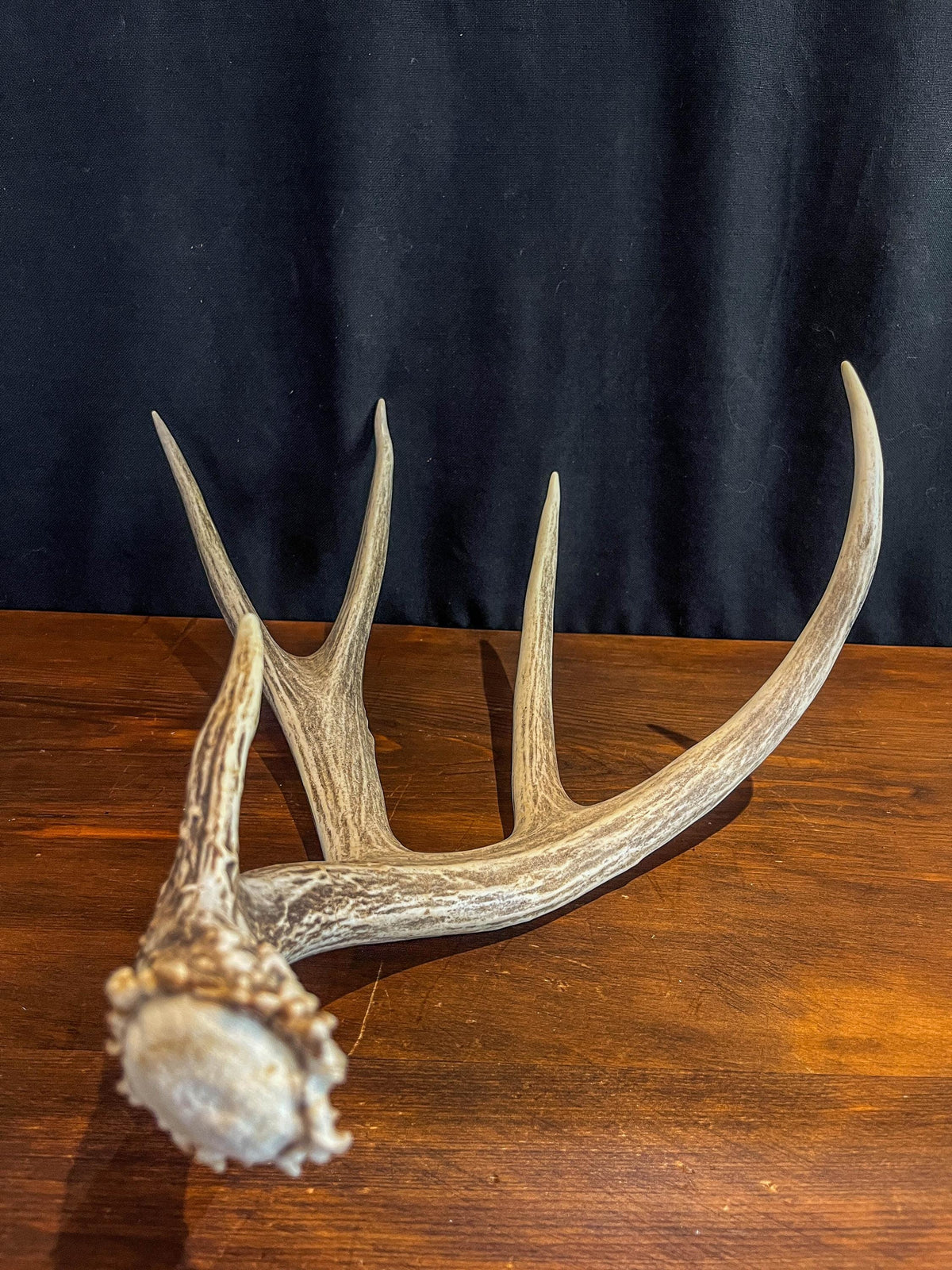 Deer antler - Large Mule deer. Beautiful, Elegant decor item. Crafting, Decor and Interior Design
