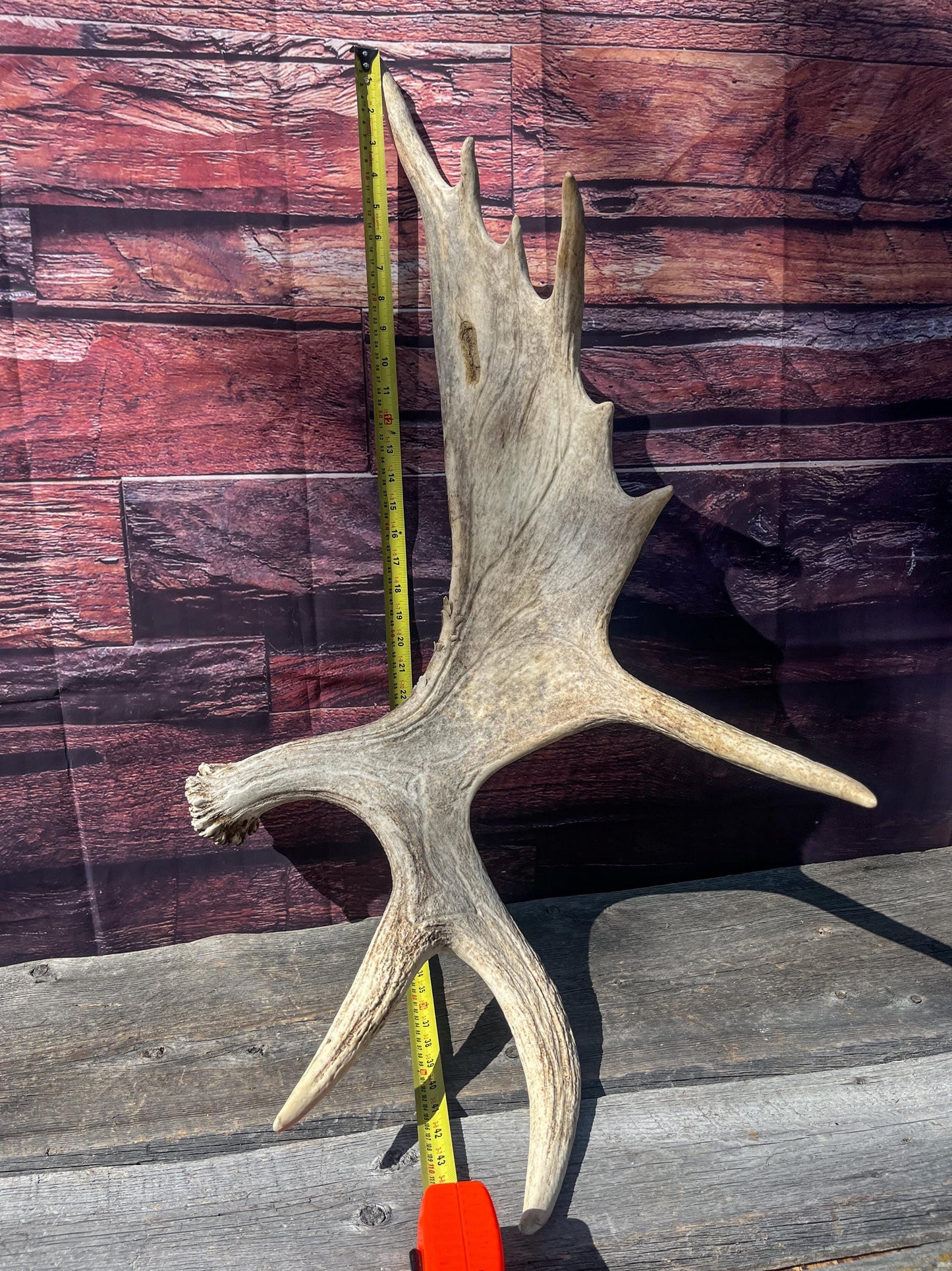 Heavily Damaged Moose Shed Antler. Very large. For Carving, Pet Treats, Crafting and Decor