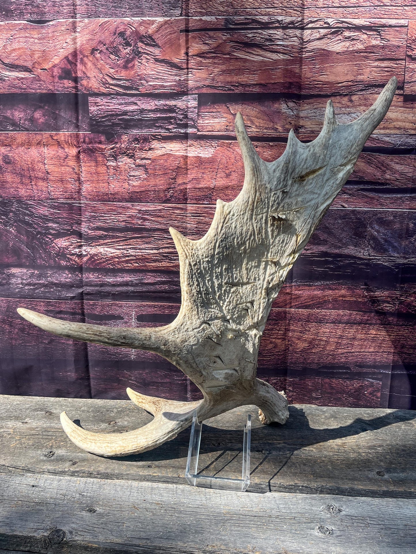 Heavily Damaged Moose Shed Antler. Very large. For Carving, Pet Treats, Crafting and Decor