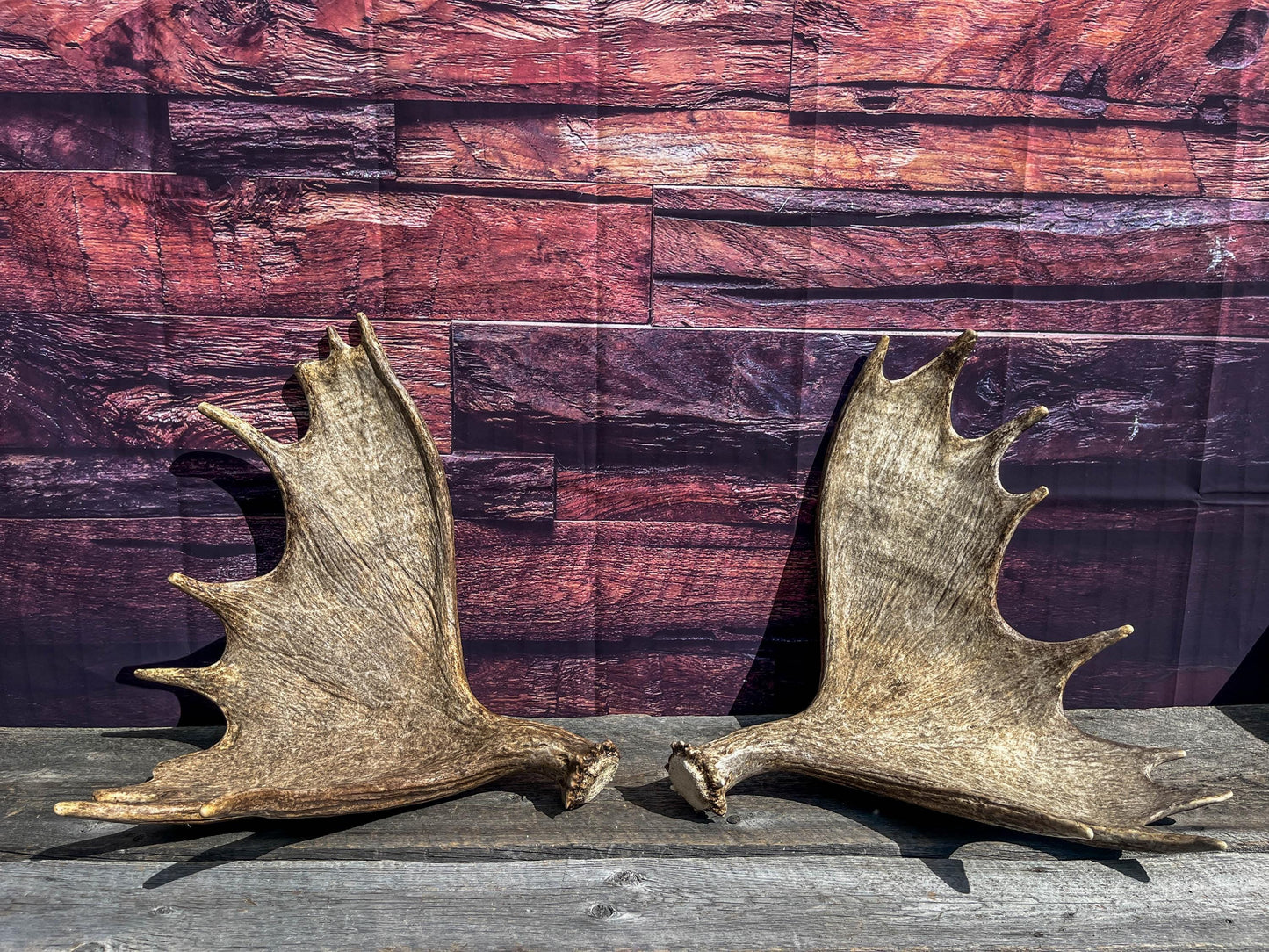 The Perfect Moose Antler Set. Classic, Heavily Palmated Moose Antlers - for Crafting, Decor and More!