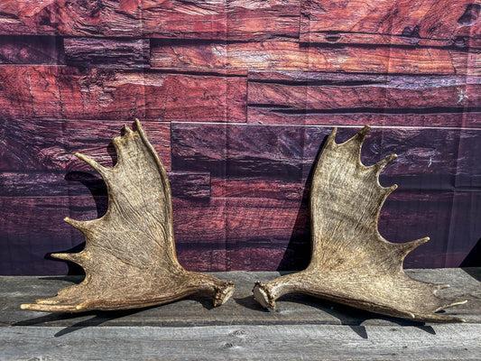 The Perfect Moose Antler Set. Classic, Heavily Palmated Moose Antlers - for Crafting, Decor and More!
