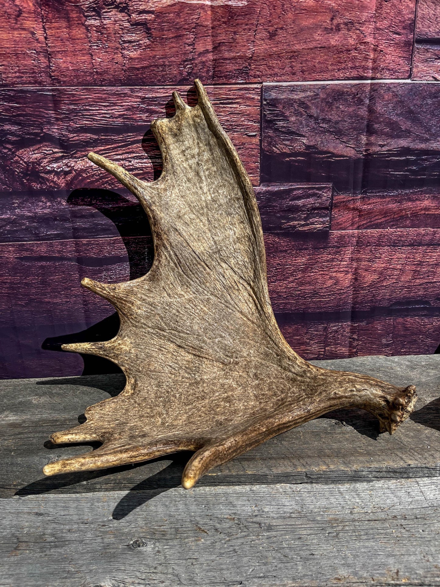 The Perfect Moose Antler Set. Classic, Heavily Palmated Moose Antlers - for Crafting, Decor and More!