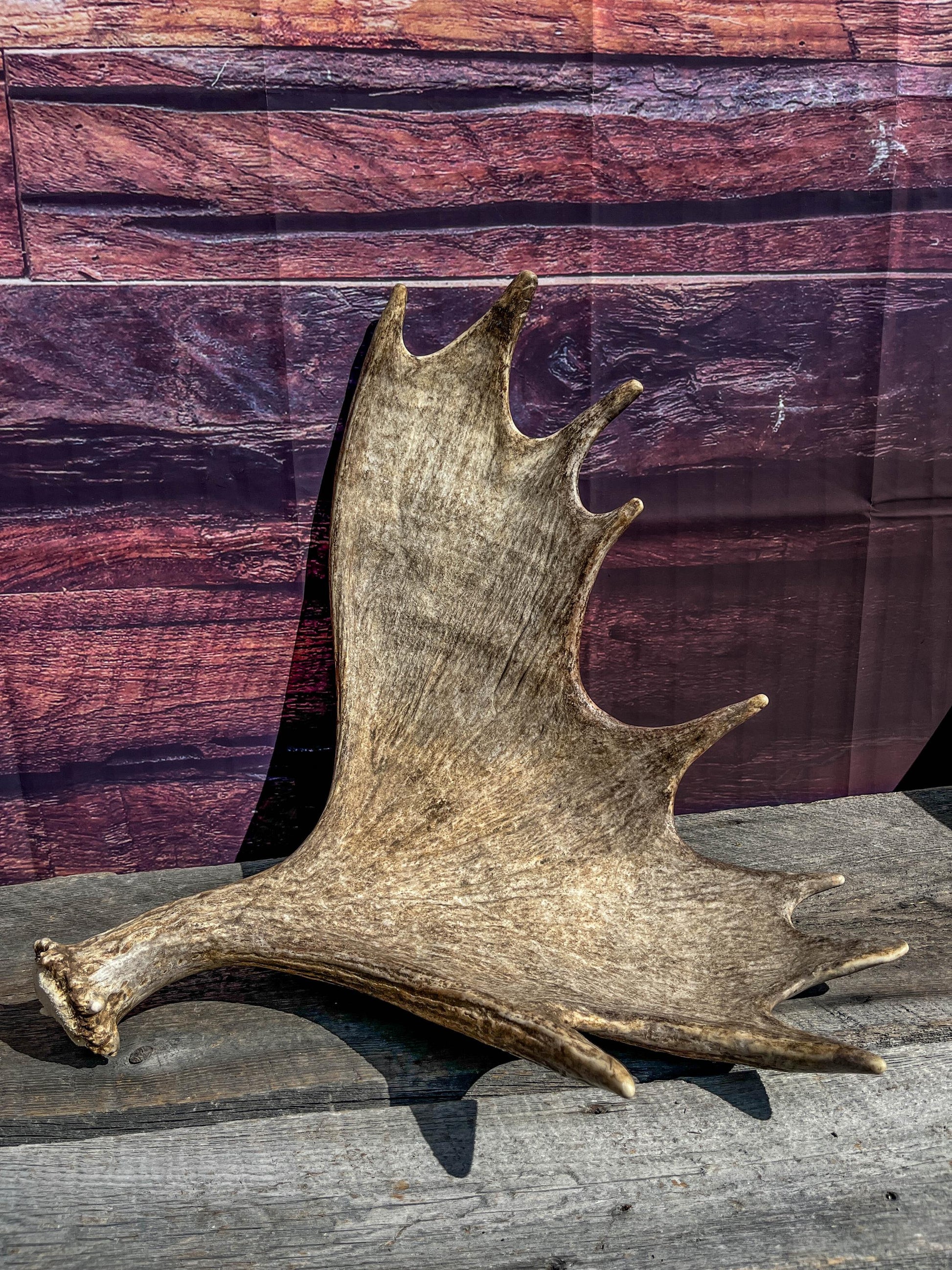 The Perfect Moose Antler Set. Classic, Heavily Palmated Moose Antlers - for Crafting, Decor and More!