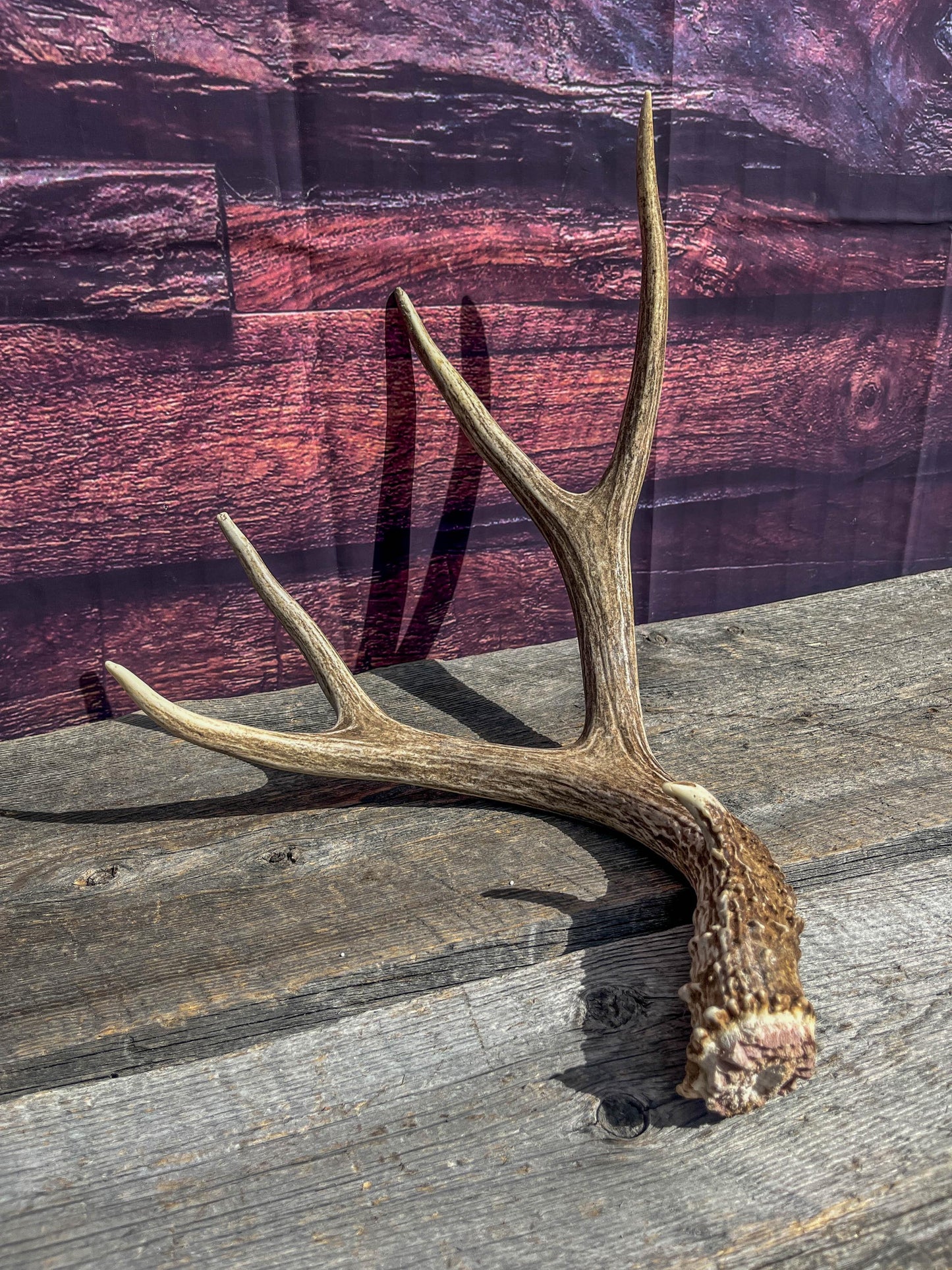 Classic Mule Deer Antler. Extremely fresh find. Home Decoration & Interior Design, Holidays, and more.