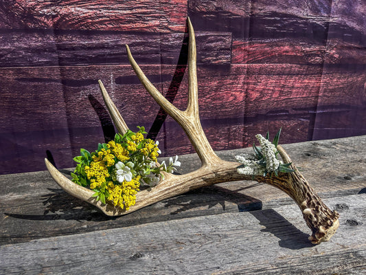 Mule Deer Antler. Beautiful Rustic Decor Item. Elegant and Fresh Antler for Natural Home Decor and Interior Design.