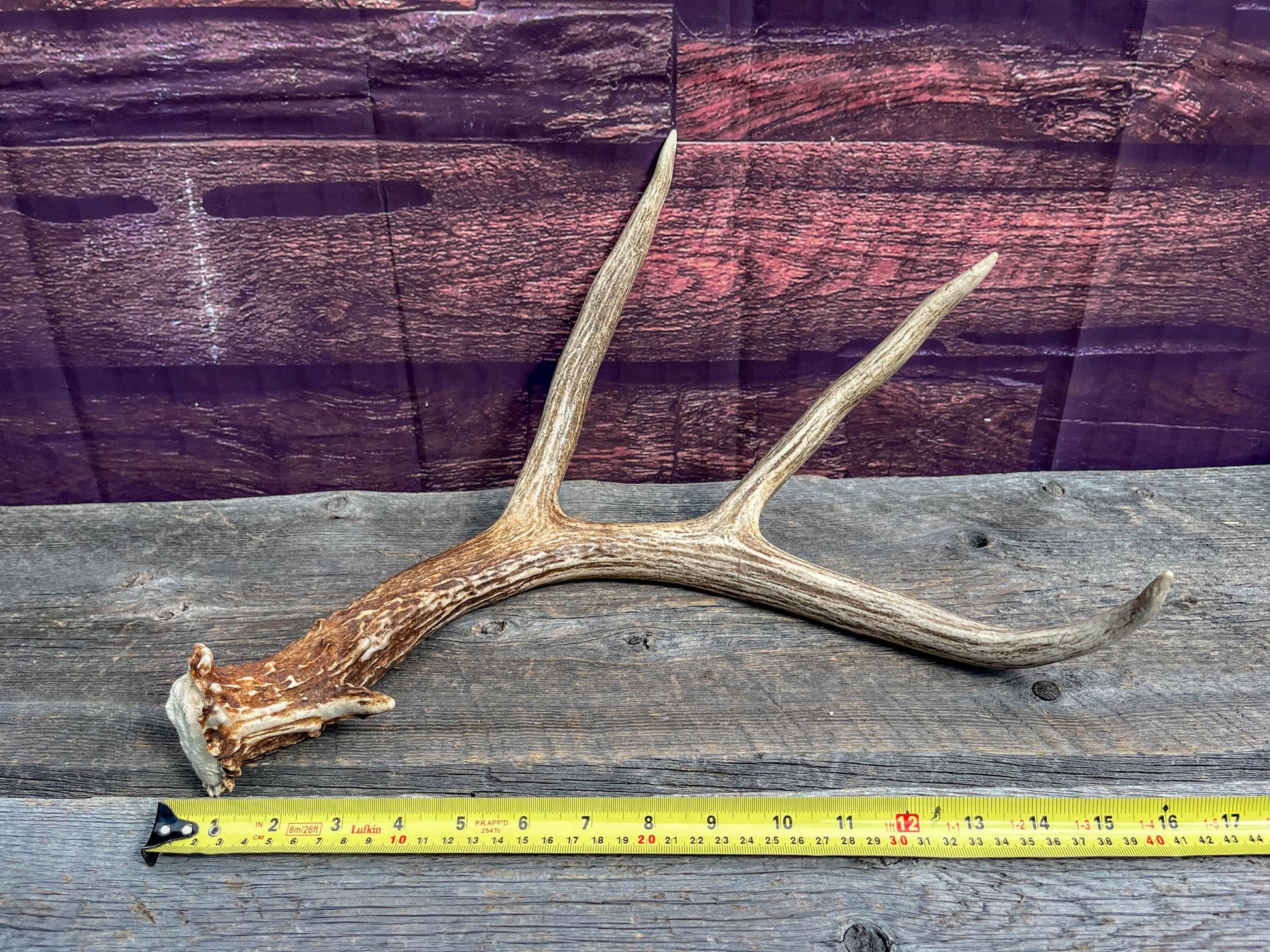 Canadian Mule Deer Antler. Very fresh find. Sustainably Sourced Decor, Interior Design, Farmhouse and Crafting Piece.