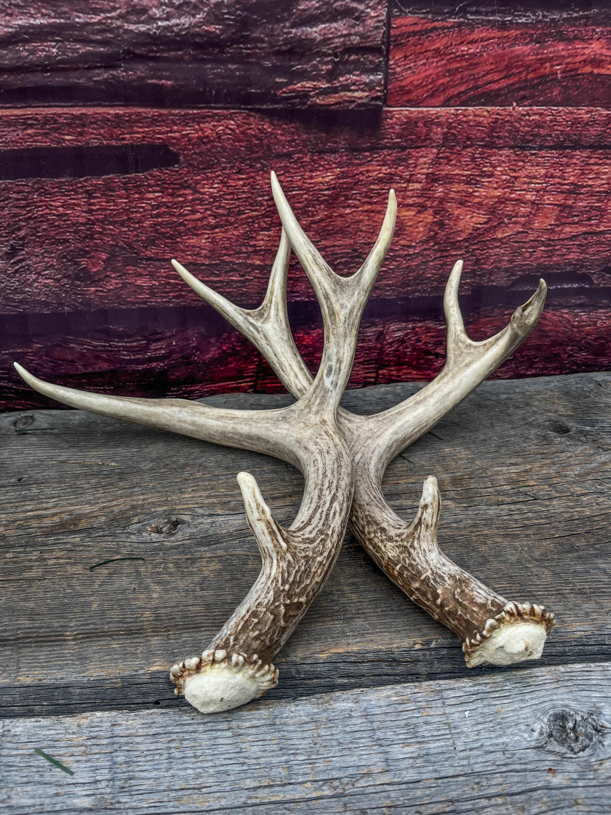 Classic Mule Deer Buck Antlers! For Decor, Crafting and More!