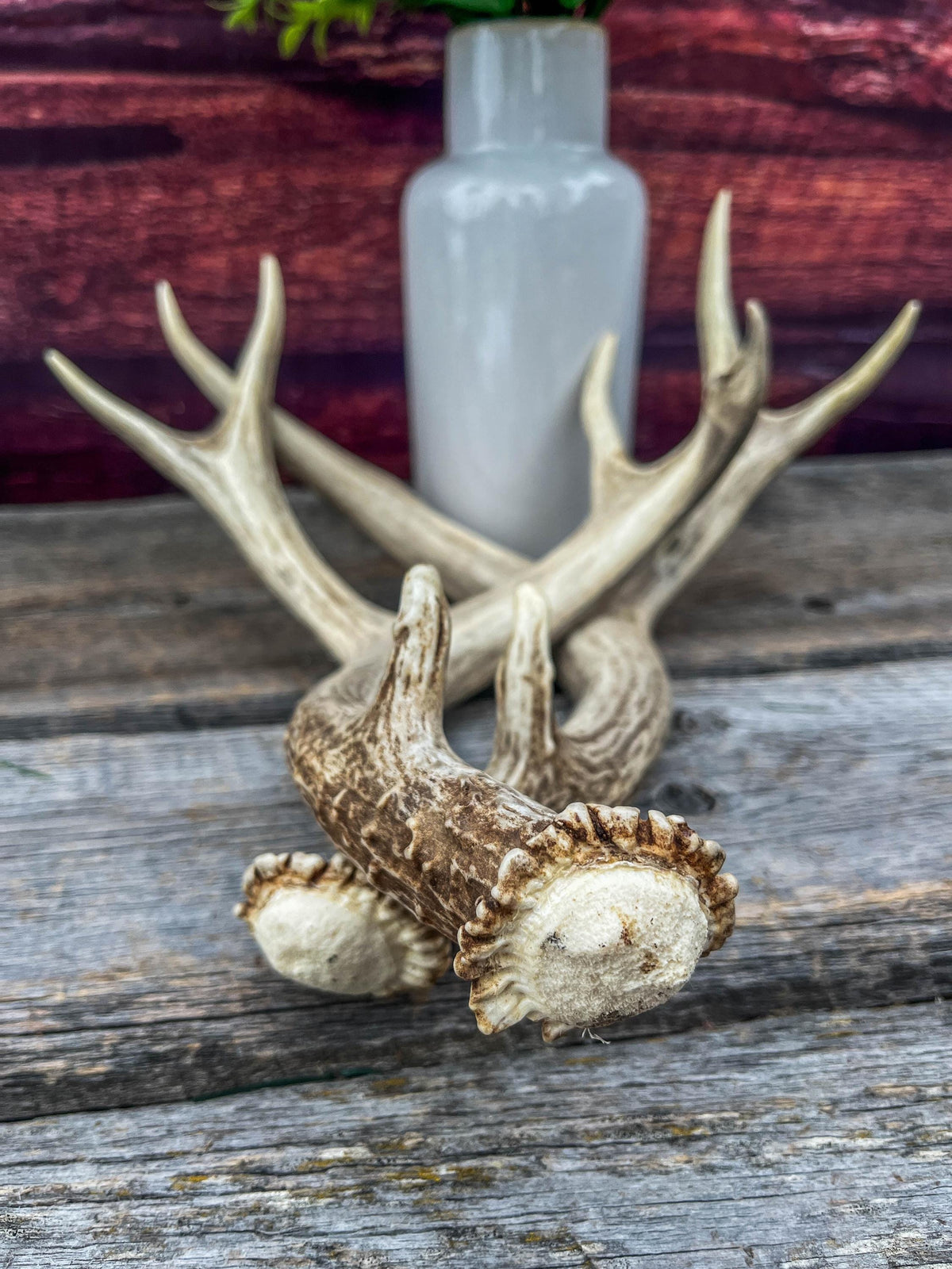 Classic Mule Deer Buck Antlers! For Decor, Crafting and More!