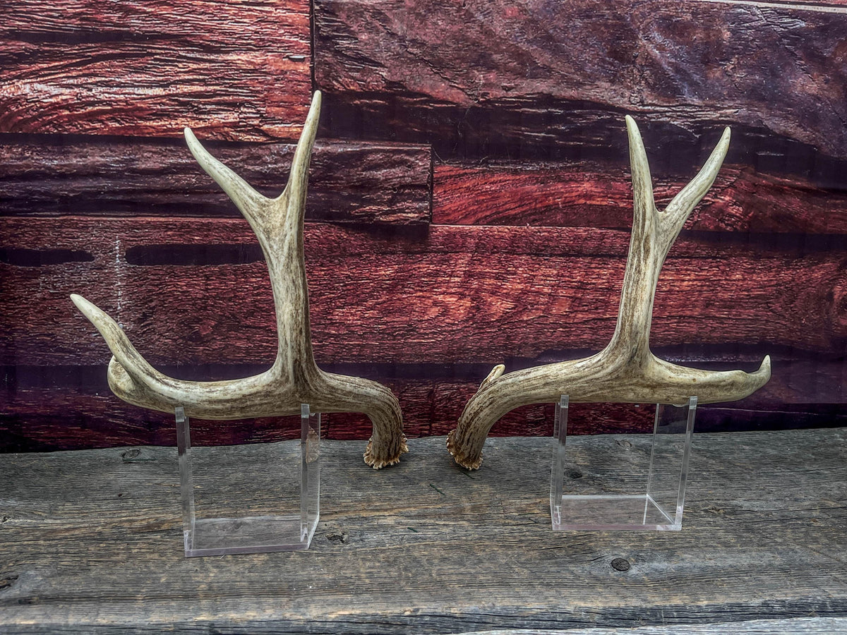 Classic Mule Deer Buck Antlers! For Decor, Crafting and More!
