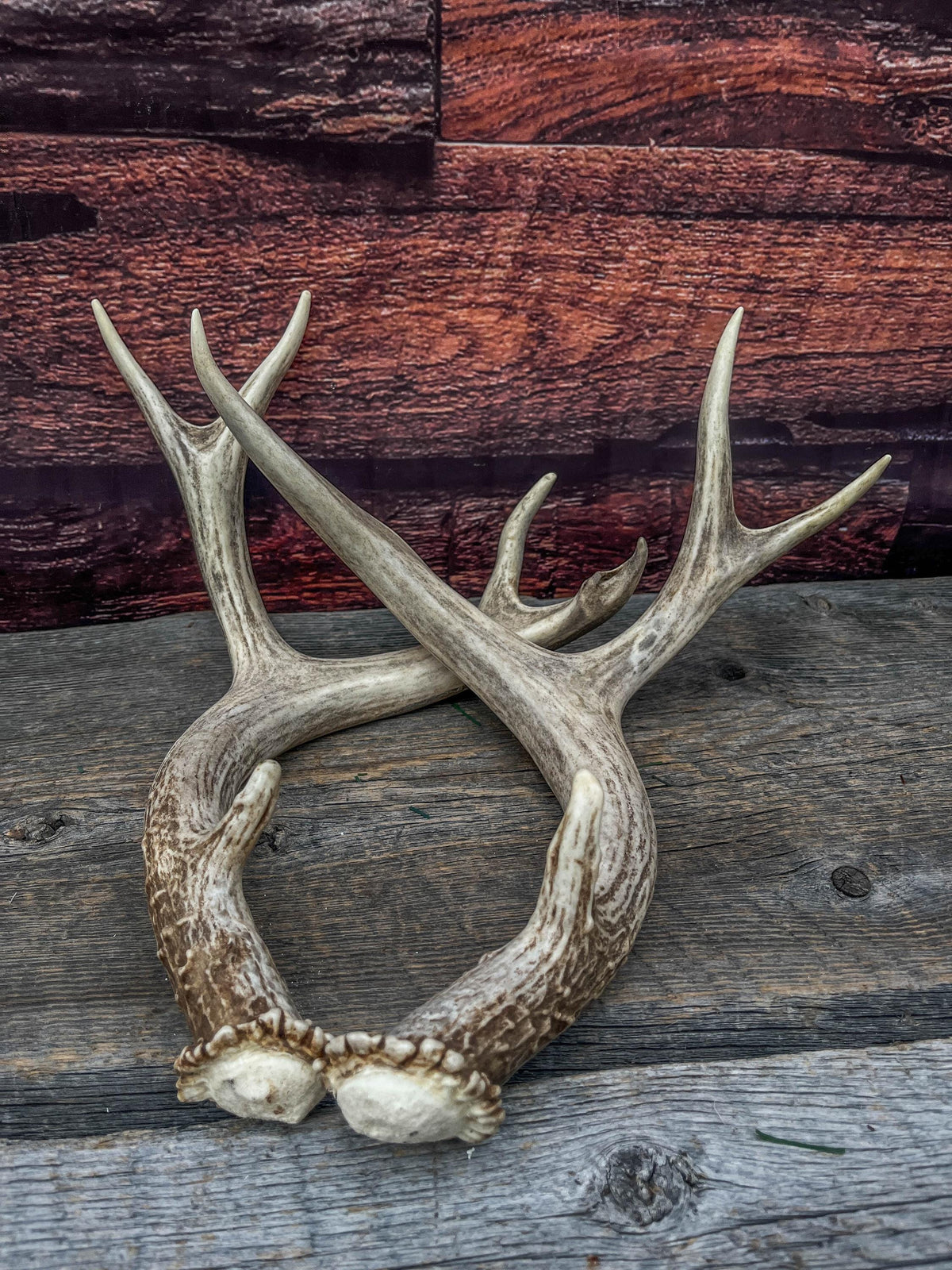 Classic Mule Deer Buck Antlers! For Decor, Crafting and More!