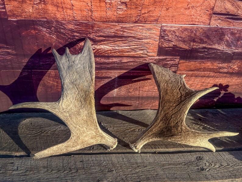 Moose Antler Pair. Medium Sized Canadian Moose Antlers - Crafting & Decor