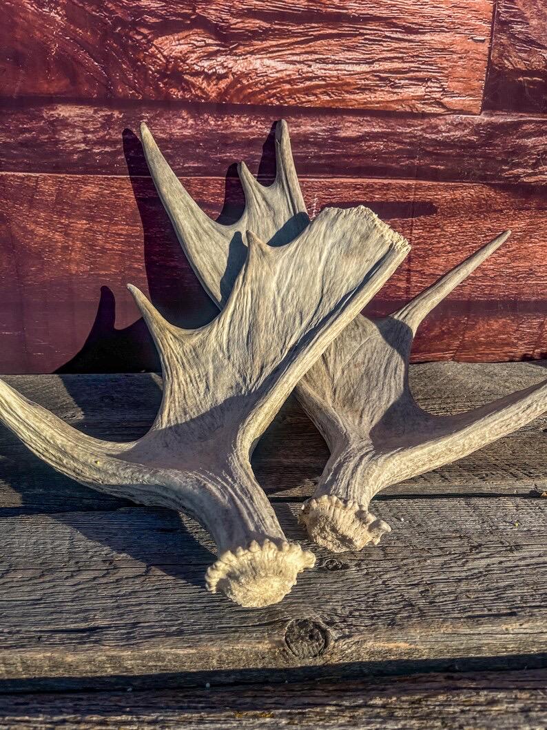 Moose Antler Pair. Medium Sized Canadian Moose Antlers - Crafting & Decor