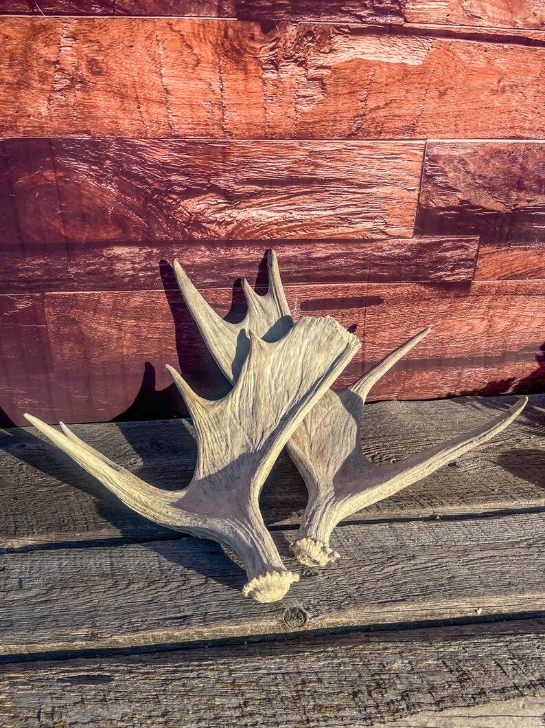 Moose Antler Pair. Medium Sized Canadian Moose Antlers - Crafting & Decor