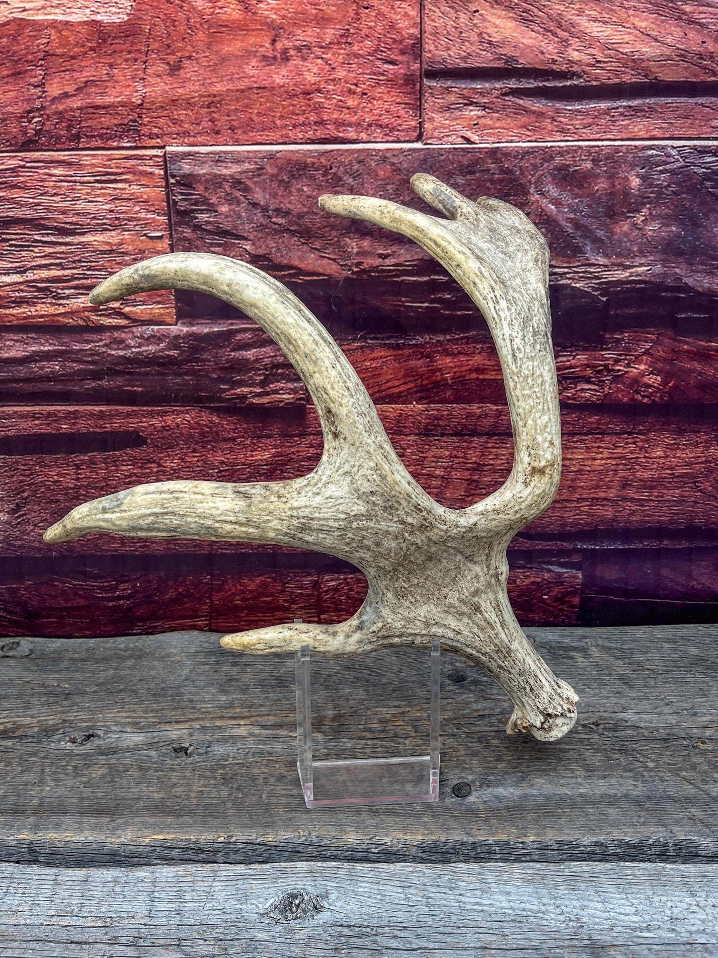 Bull Moose Antler for Crafting, Decor, and more. Fresh and Naturally Shed.