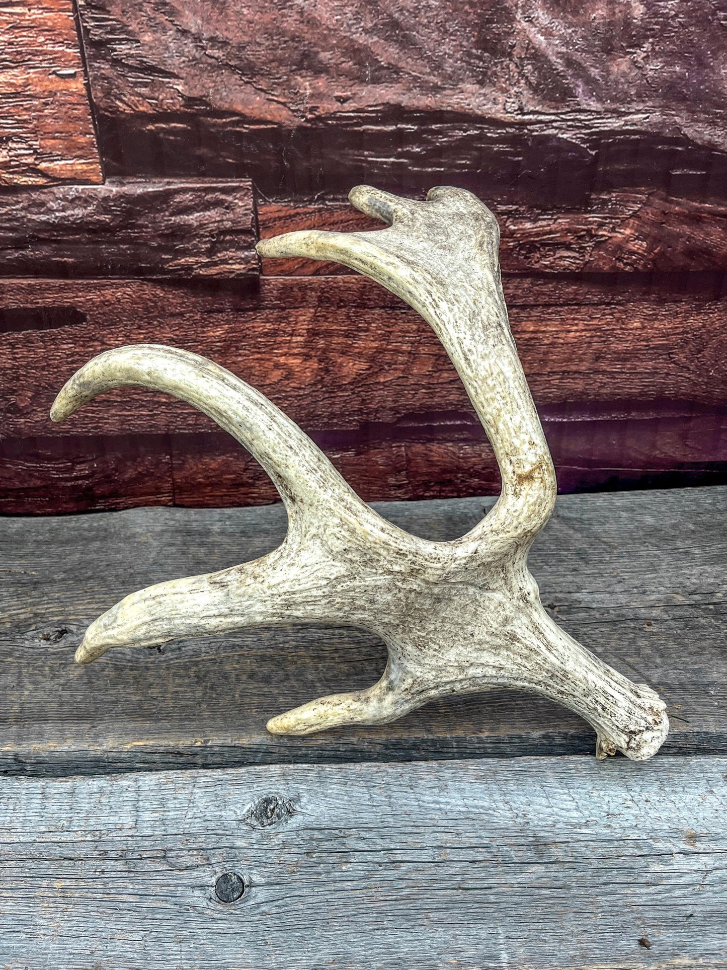 Bull Moose Antler for Crafting, Decor, and more. Fresh and Naturally Shed.