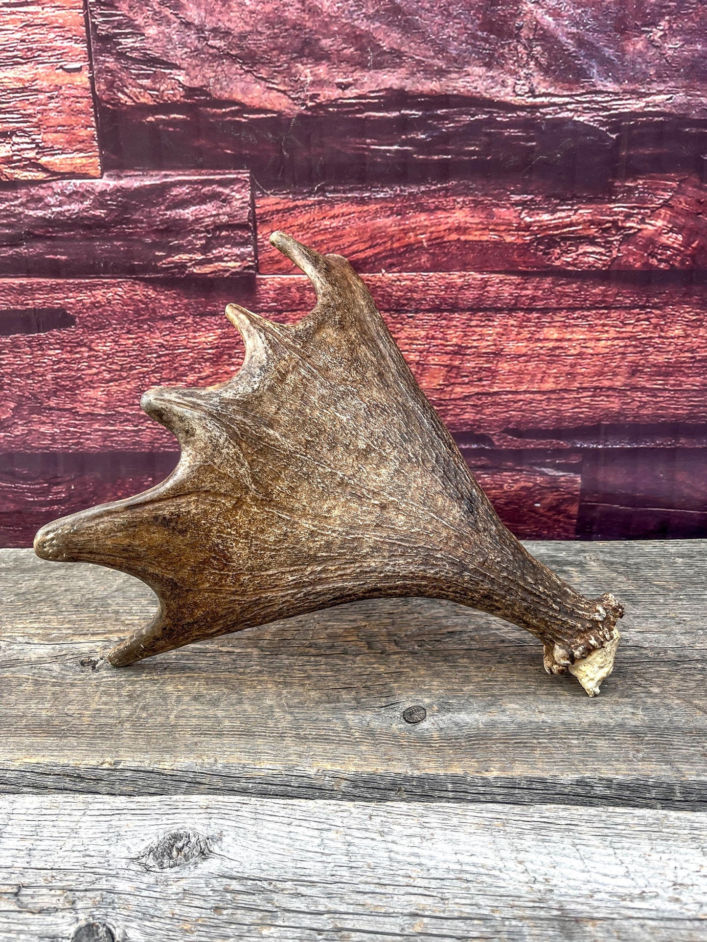 Bull Moose Antler. Super Fresh, Dark-Colored Moose “Paddle” For Crafting, Decor and More