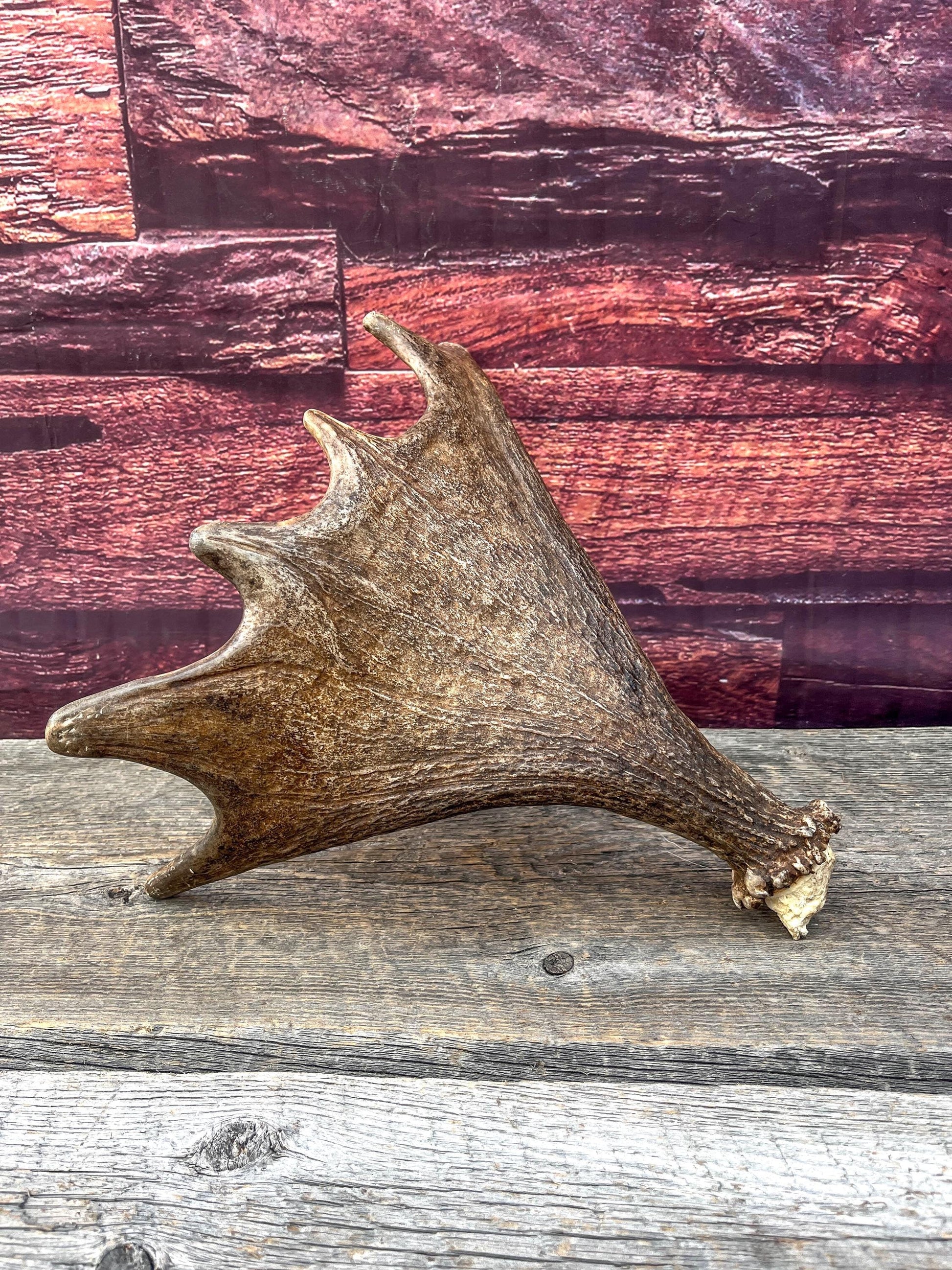 Bull Moose Antler. Super Fresh, Dark-Colored Moose “Paddle” For Crafting, Decor and More