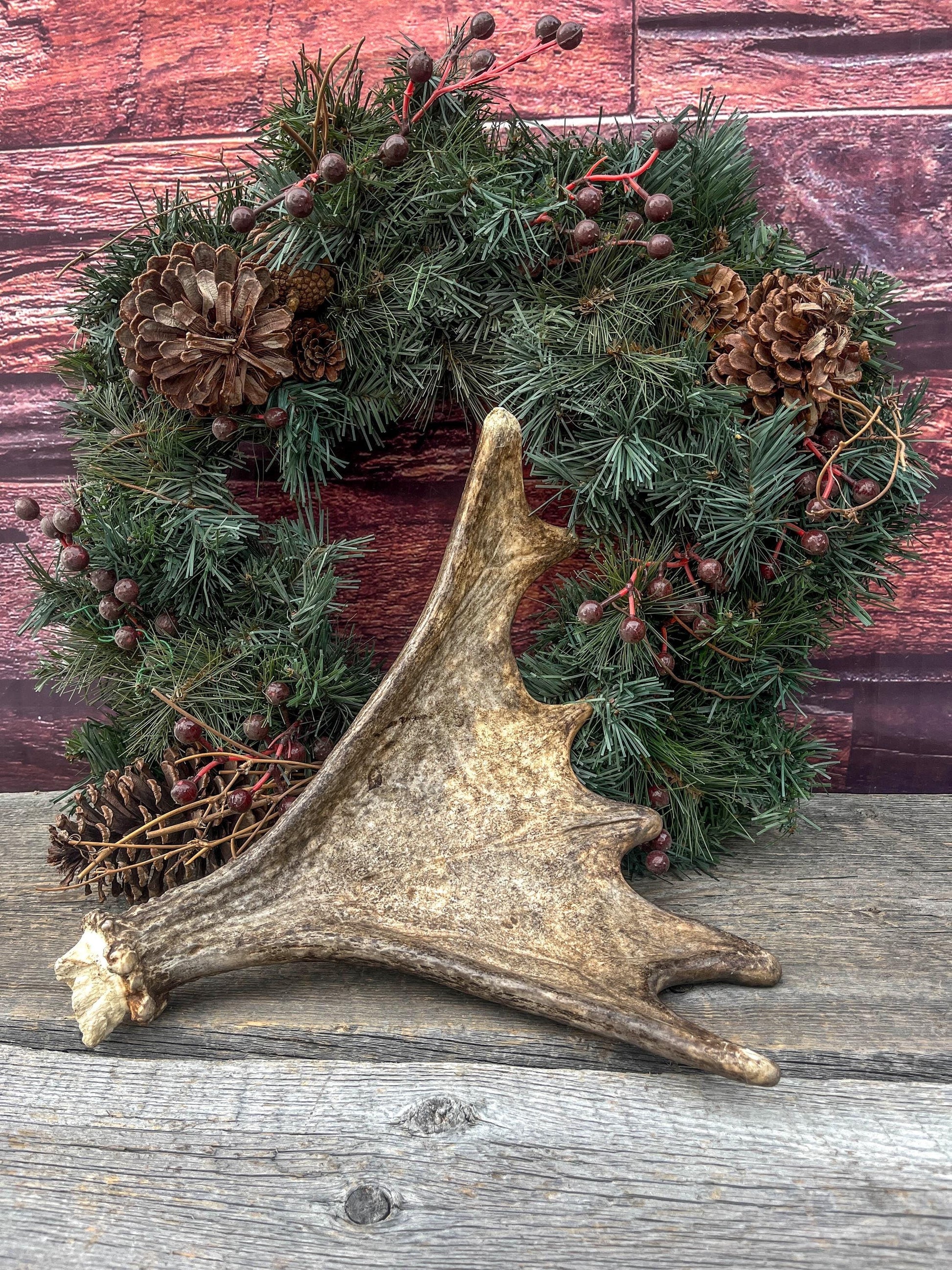 Bull Moose Antler. Super Fresh, Dark-Colored Moose “Paddle” For Crafting, Decor and More