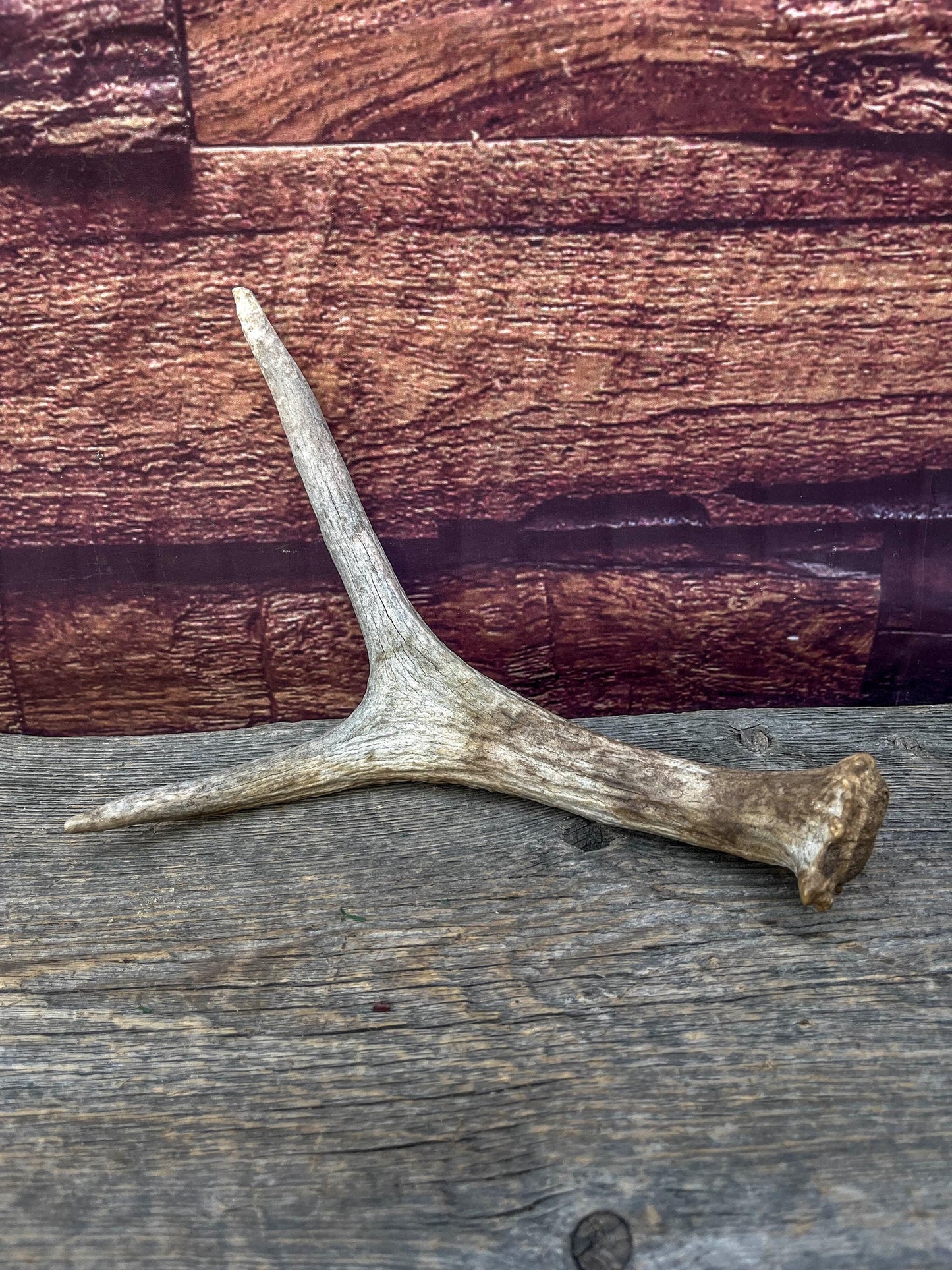 Small Moose Antler “spike/fork”. Old Antler for Crafting, Decorations and More