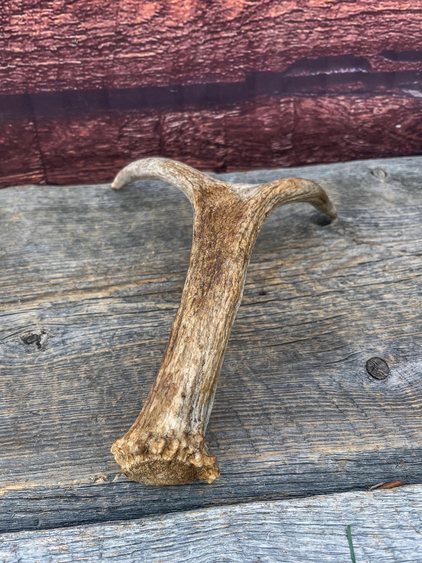 Small Moose Antler “spike/fork”. Old Antler for Crafting, Decorations and More