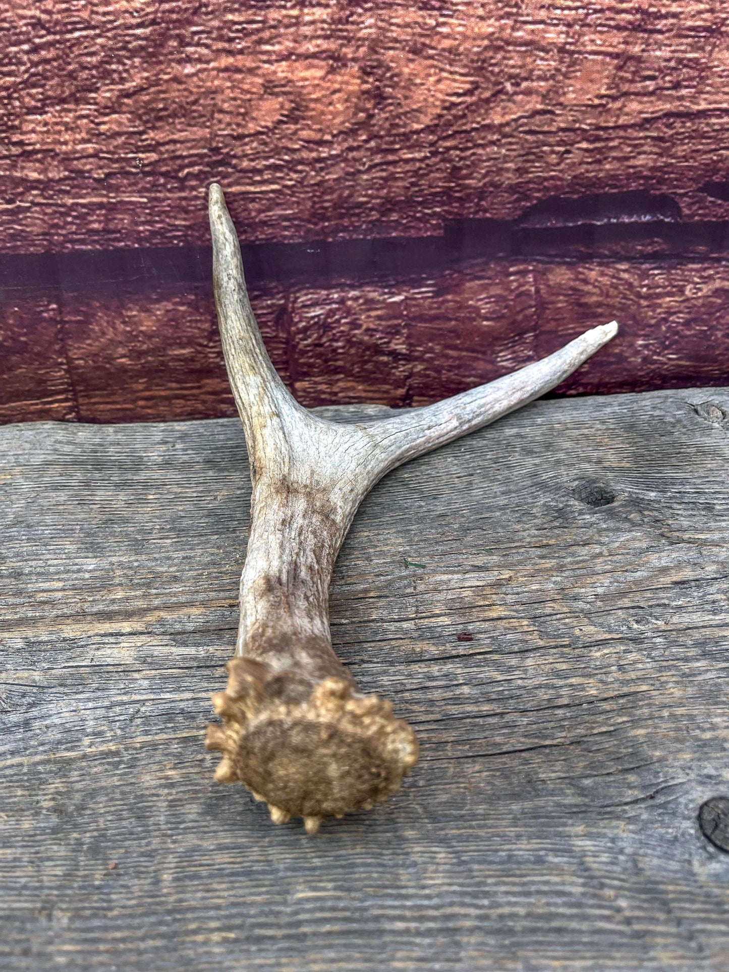 Small Moose Antler “spike/fork”. Old Antler for Crafting, Decorations and More