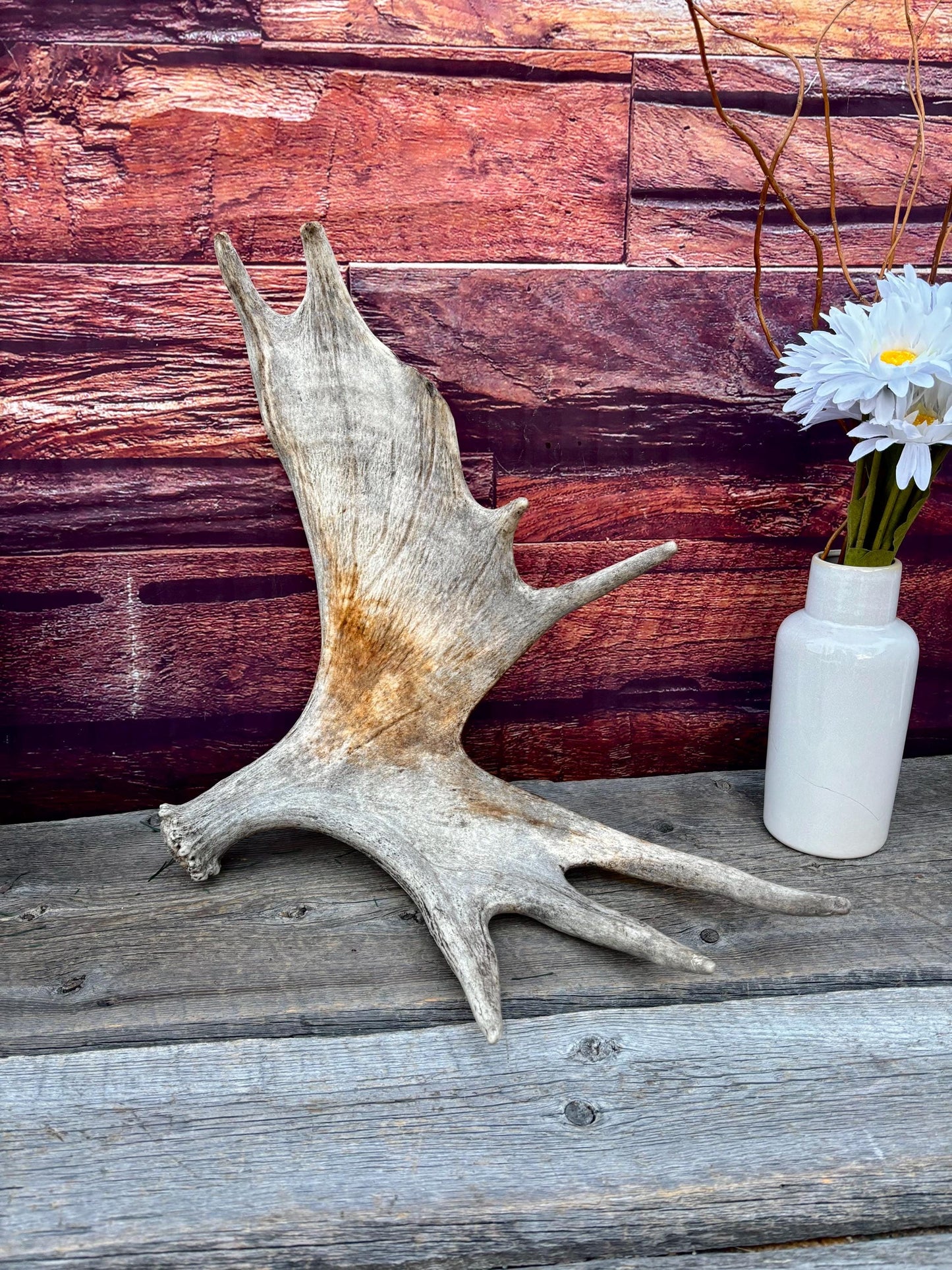 Moose Antler. Classic Shaped Paddle for Carving, Pet Treats, Crafting and Decor from a Wild Canada Moose