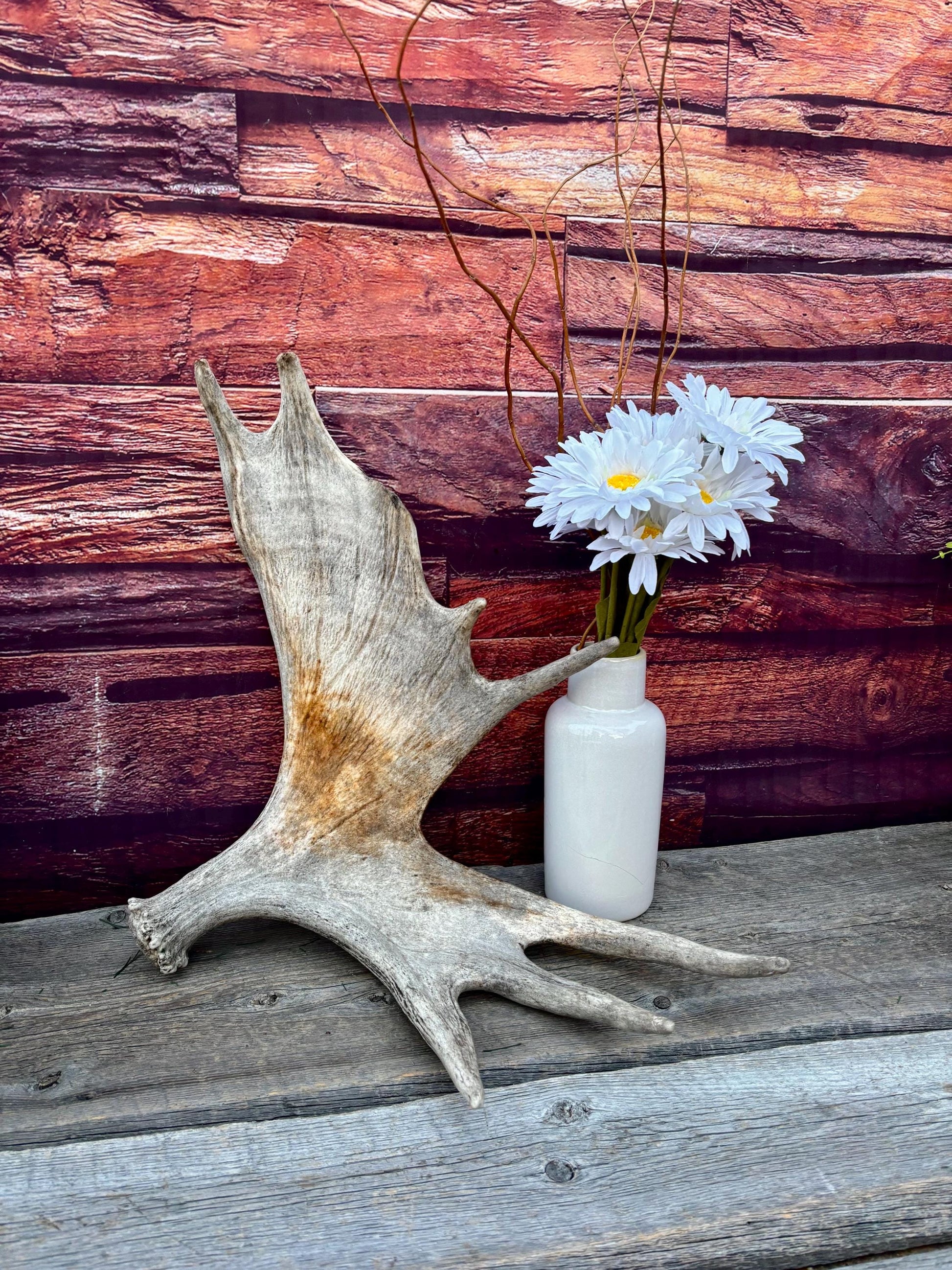 Moose Antler. Classic Shaped Paddle for Carving, Pet Treats, Crafting and Decor from a Wild Canada Moose