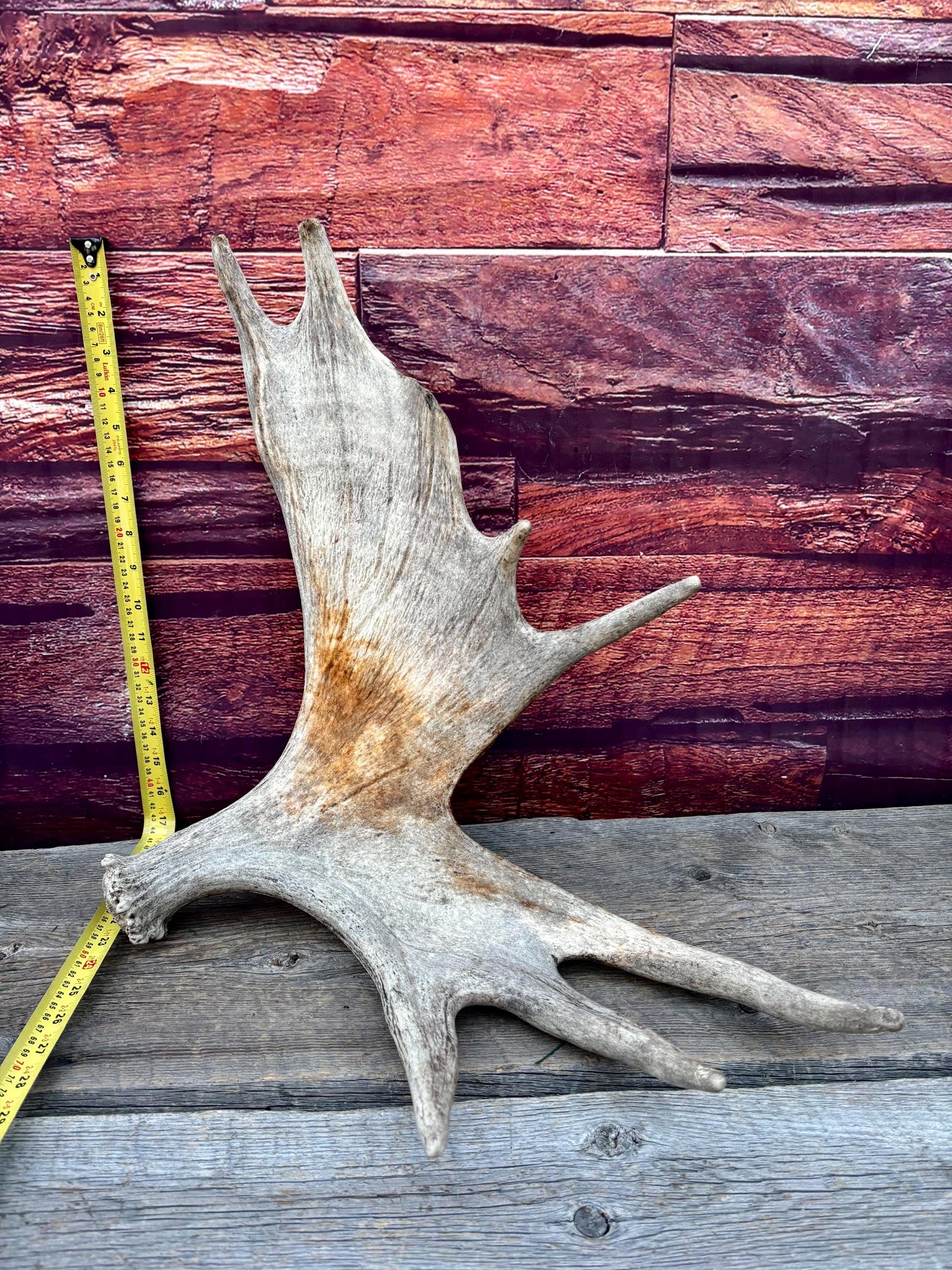 Moose Antler. Classic Shaped Paddle for Carving, Pet Treats, Crafting and Decor from a Wild Canada Moose