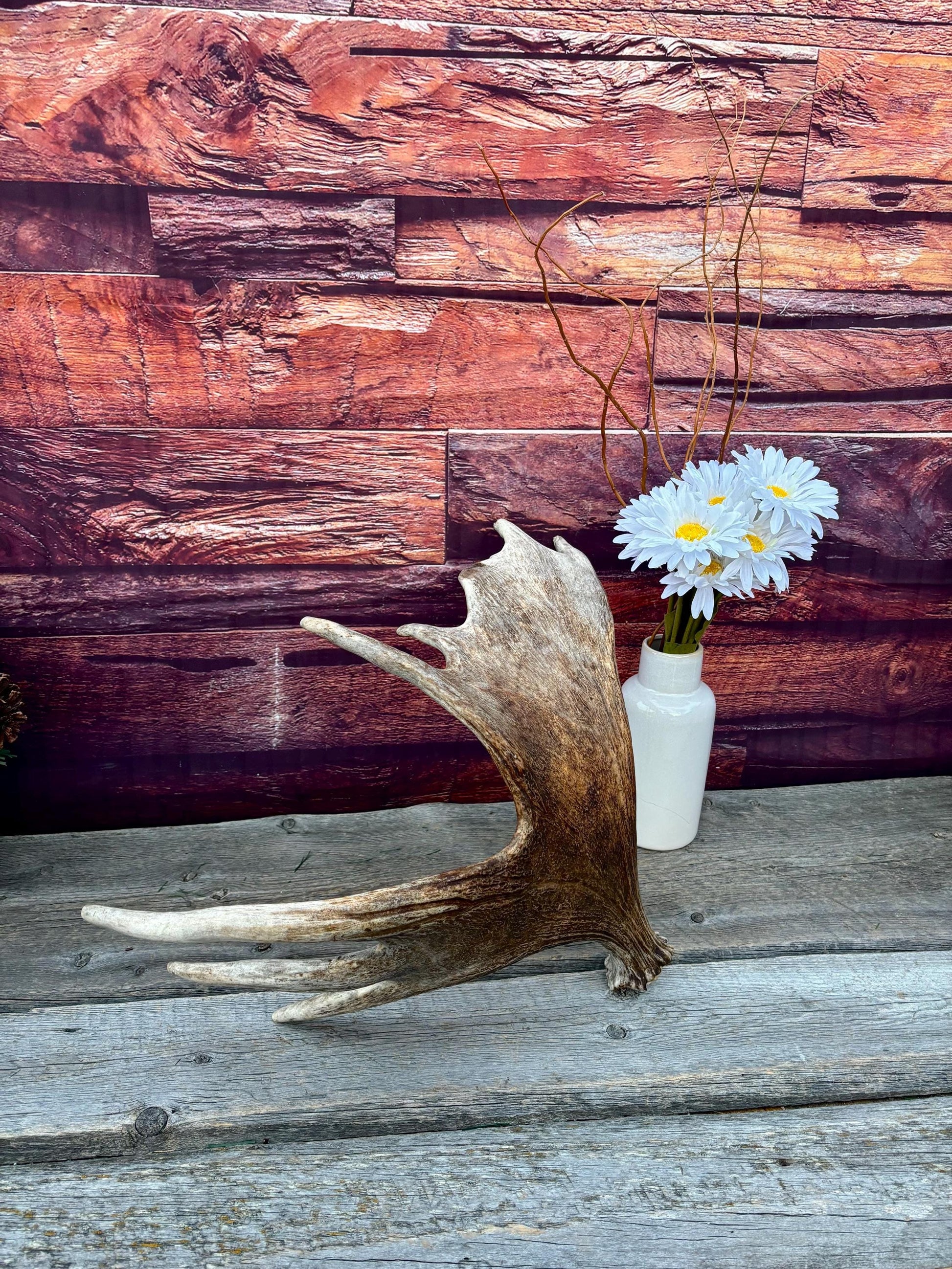 Moose Antler. Classic Shaped Paddle for Carving, Pet Treats, Crafting and Decor from a Wild Canada Moose