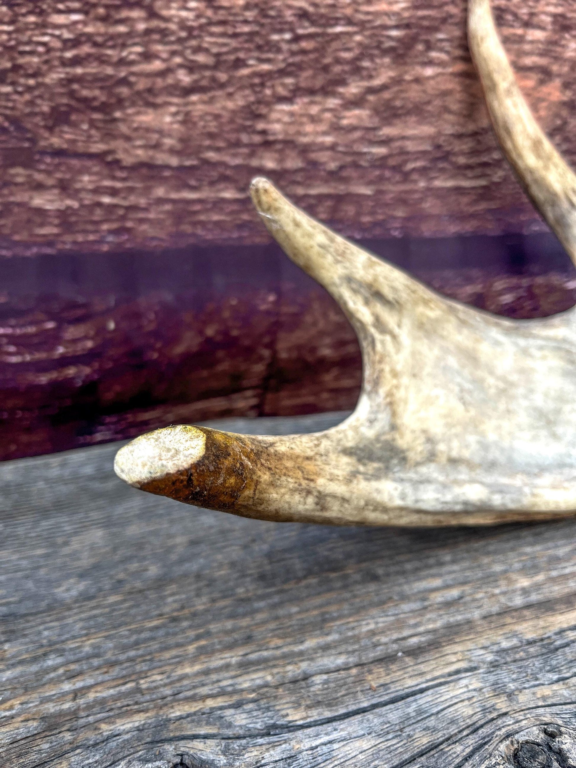 Bull Moose Antler for Crafting, Decor, and more. Fresh and Naturally Shed.