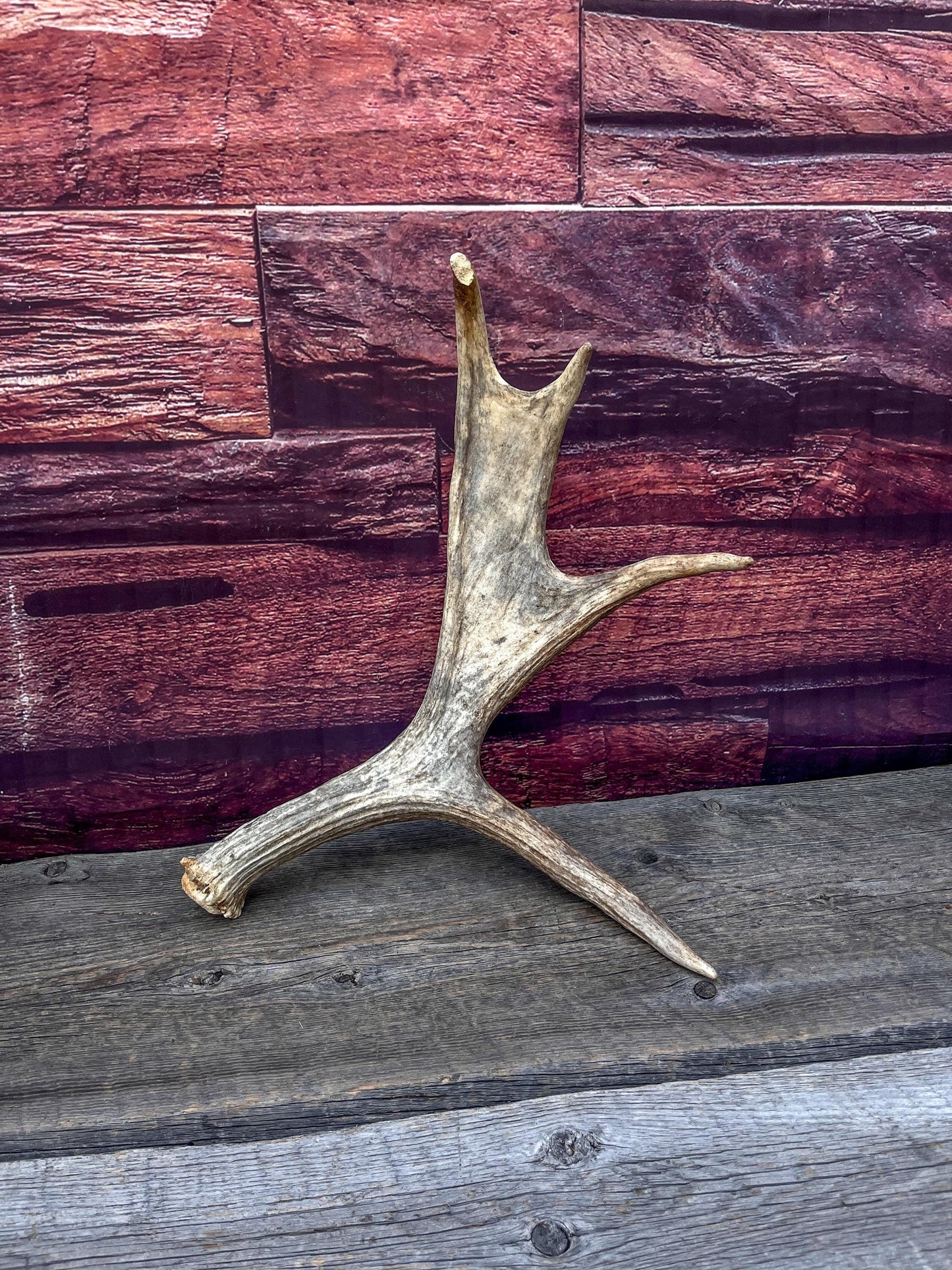 Bull Moose Antler for Crafting, Decor, and more. Fresh and Naturally Shed.
