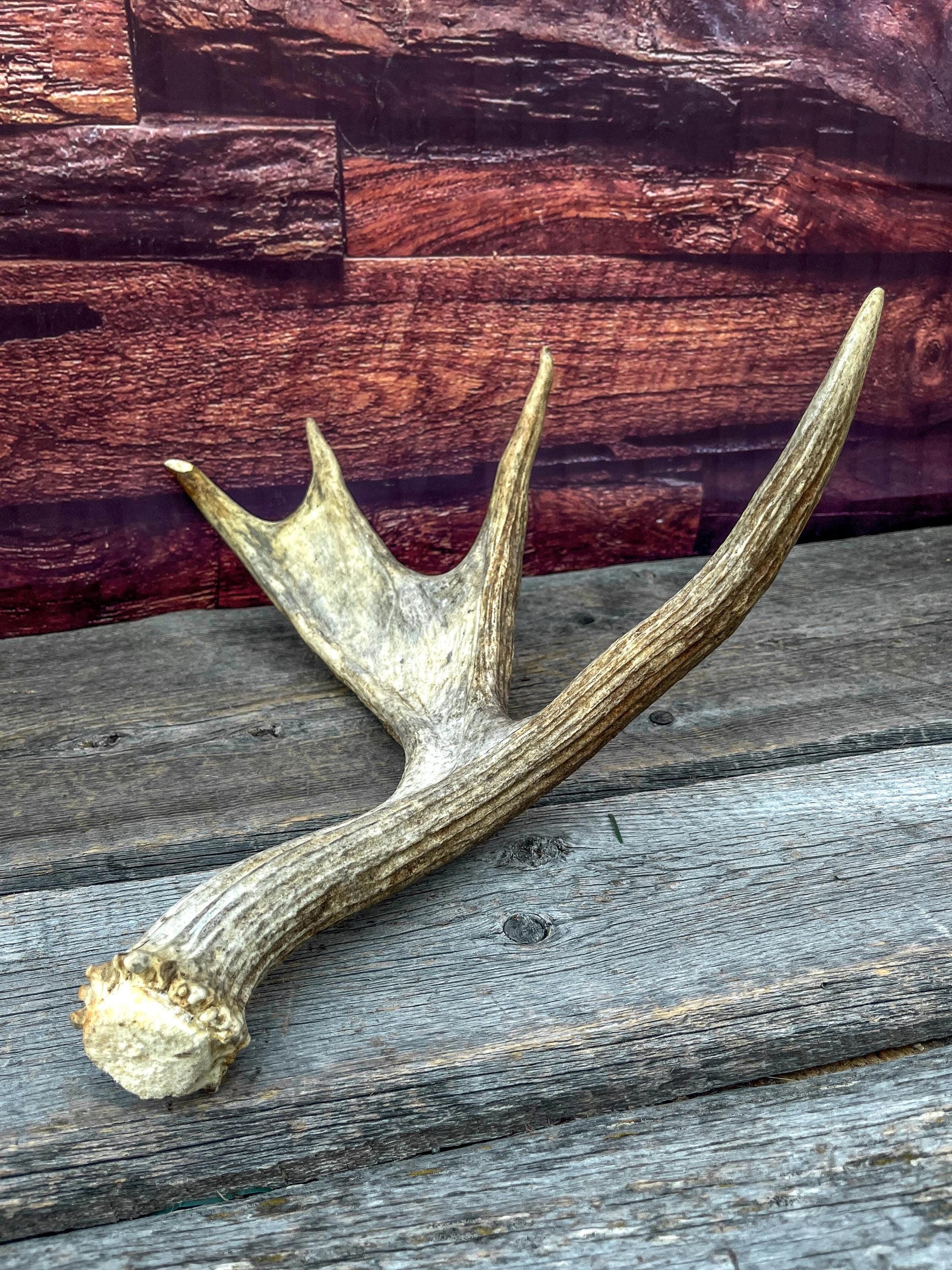 Bull Moose Antler for Crafting, Decor, and more. Fresh and Naturally Shed.