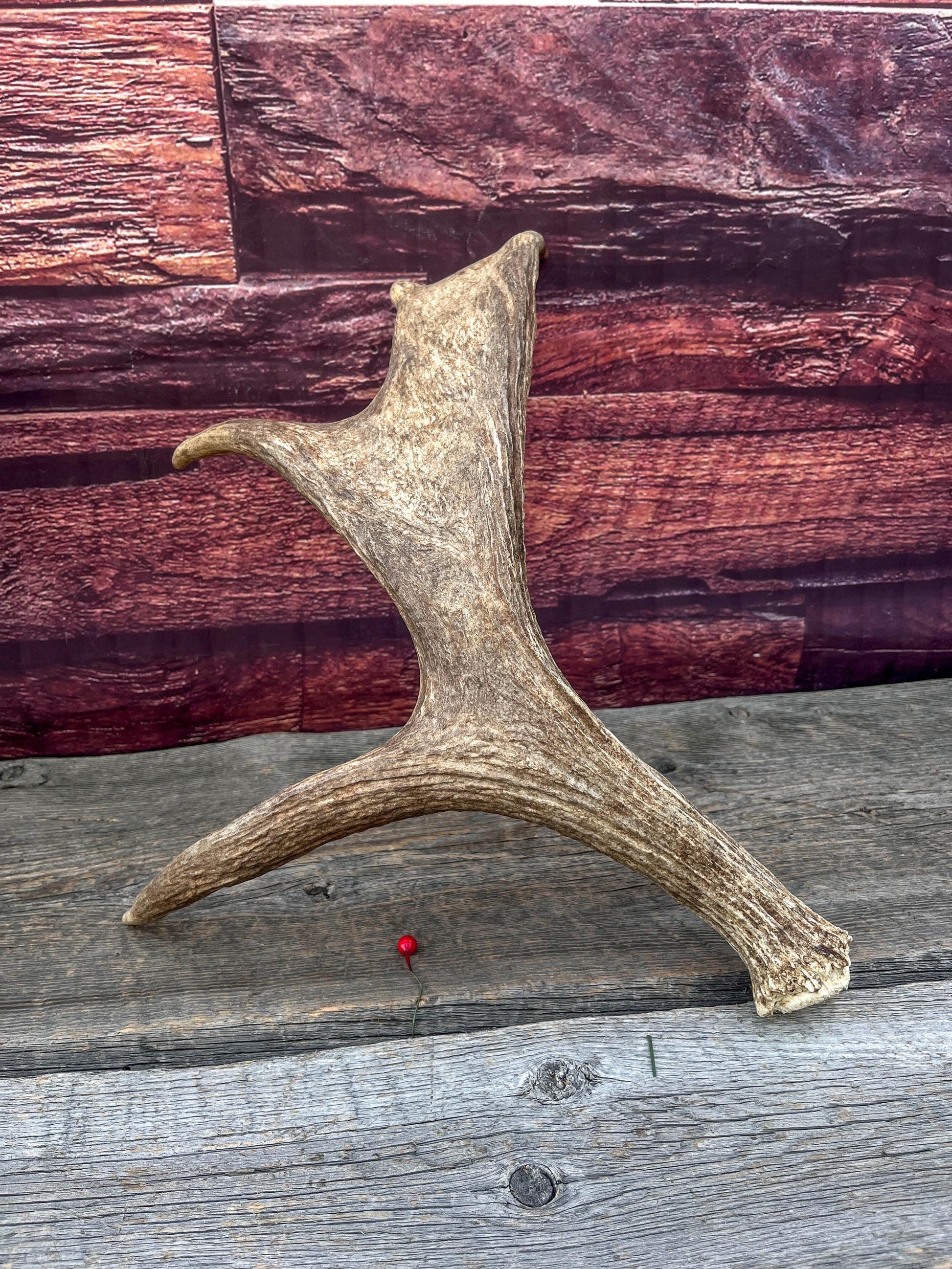 Bull Moose Antler for Crafting, Decor, and more. Fresh and Naturally Shed.