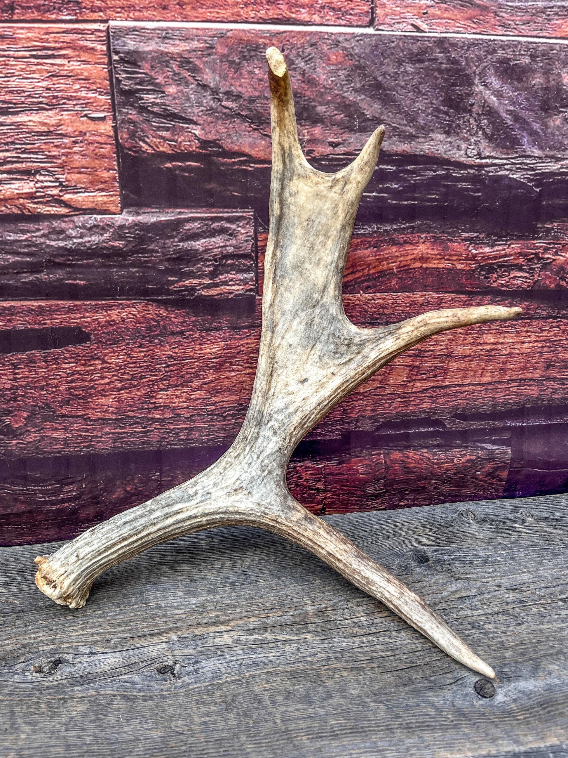 Bull Moose Antler for Crafting, Decor, and more. Fresh and Naturally Shed.