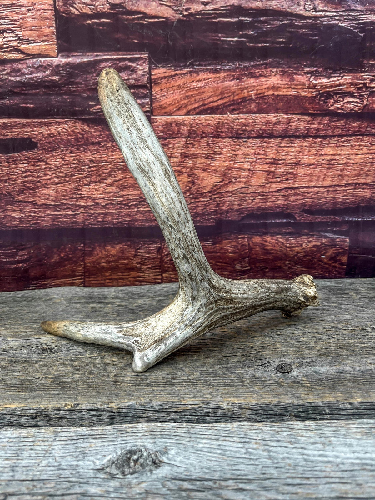 Small Self-Standing Moose Antler. Antler for Crafting, Carving, Pet Treats, Decor and More. From a Wild Canada Moose