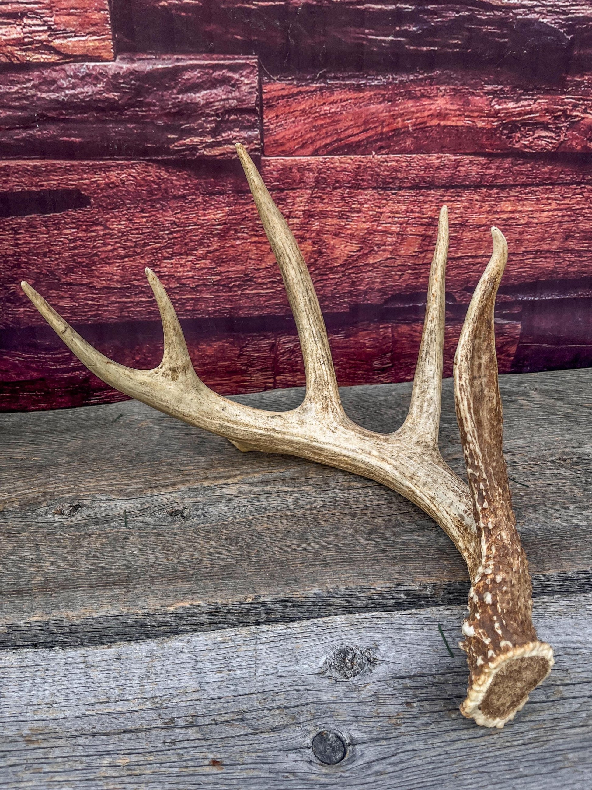 Incredible White-tailed deer Antler. Large, Deer Shed for Decor, Design, Crafting and More!