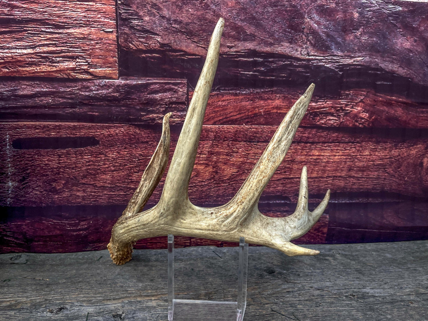 Incredible White-tailed deer Antler. Large, Deer Shed for Decor, Design, Crafting and More!