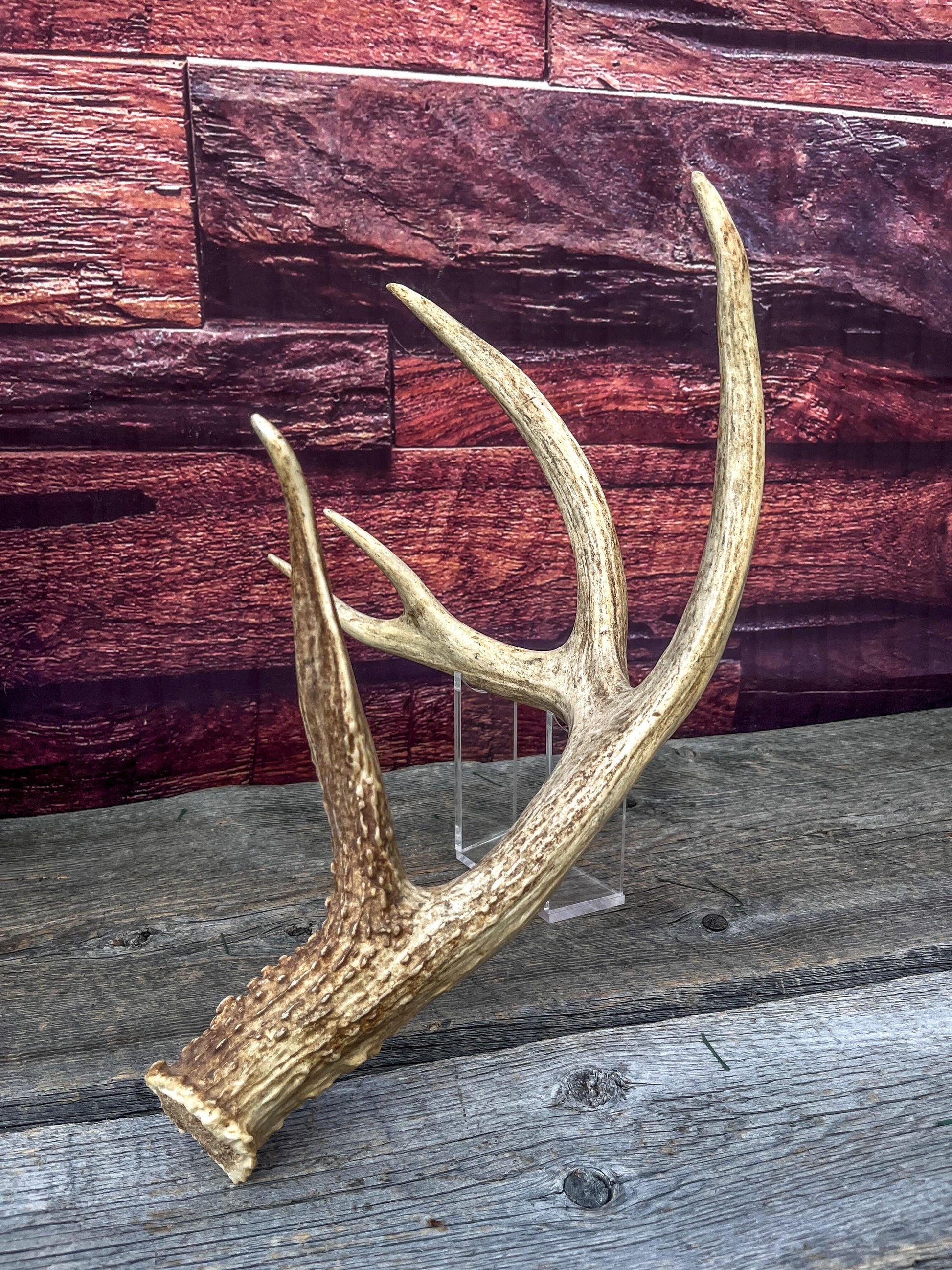 Incredible White-tailed deer Antler. Large, Deer Shed for Decor, Design, Crafting and More!