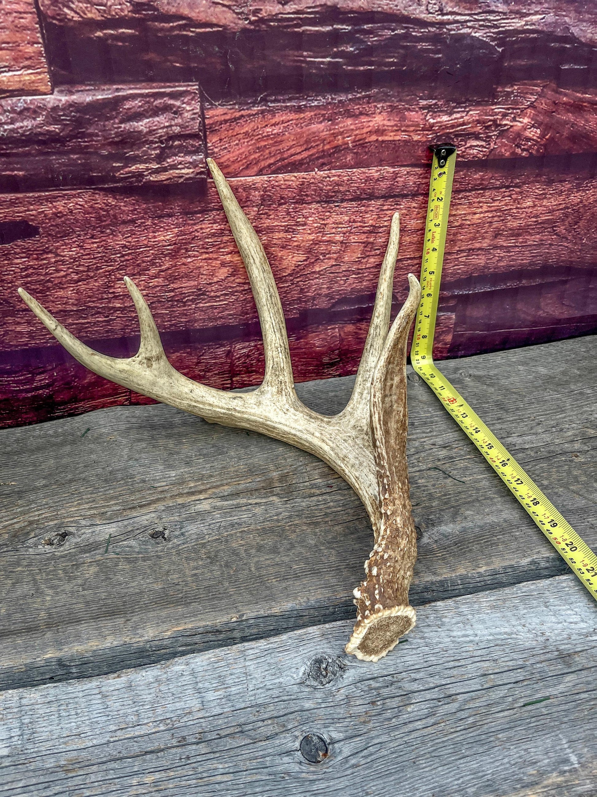 Incredible White-tailed deer Antler. Large, Deer Shed for Decor, Design, Crafting and More!