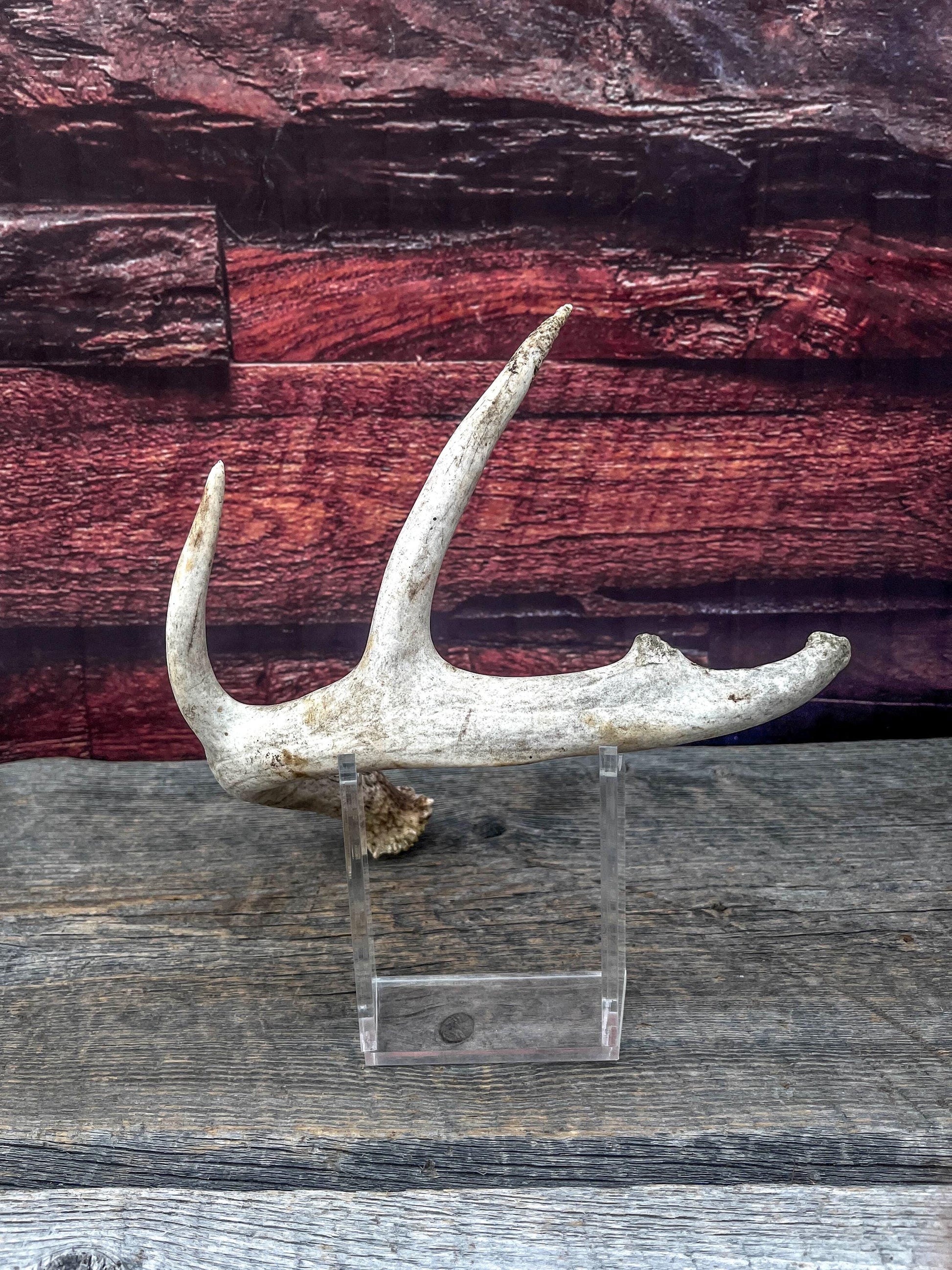 Medium White-tailed deer Antler - 4 Points Perfect for crafting, design, decor and more!